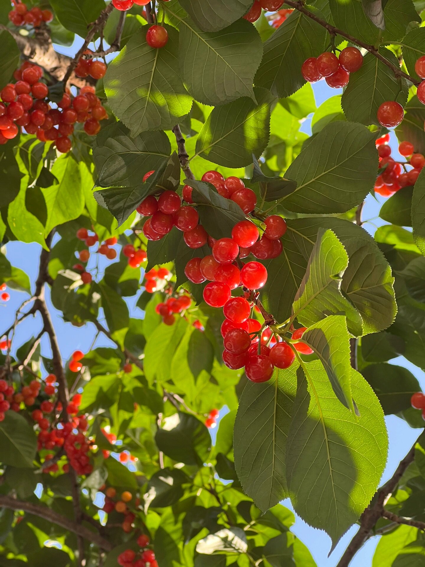 阳光下的樱桃树90