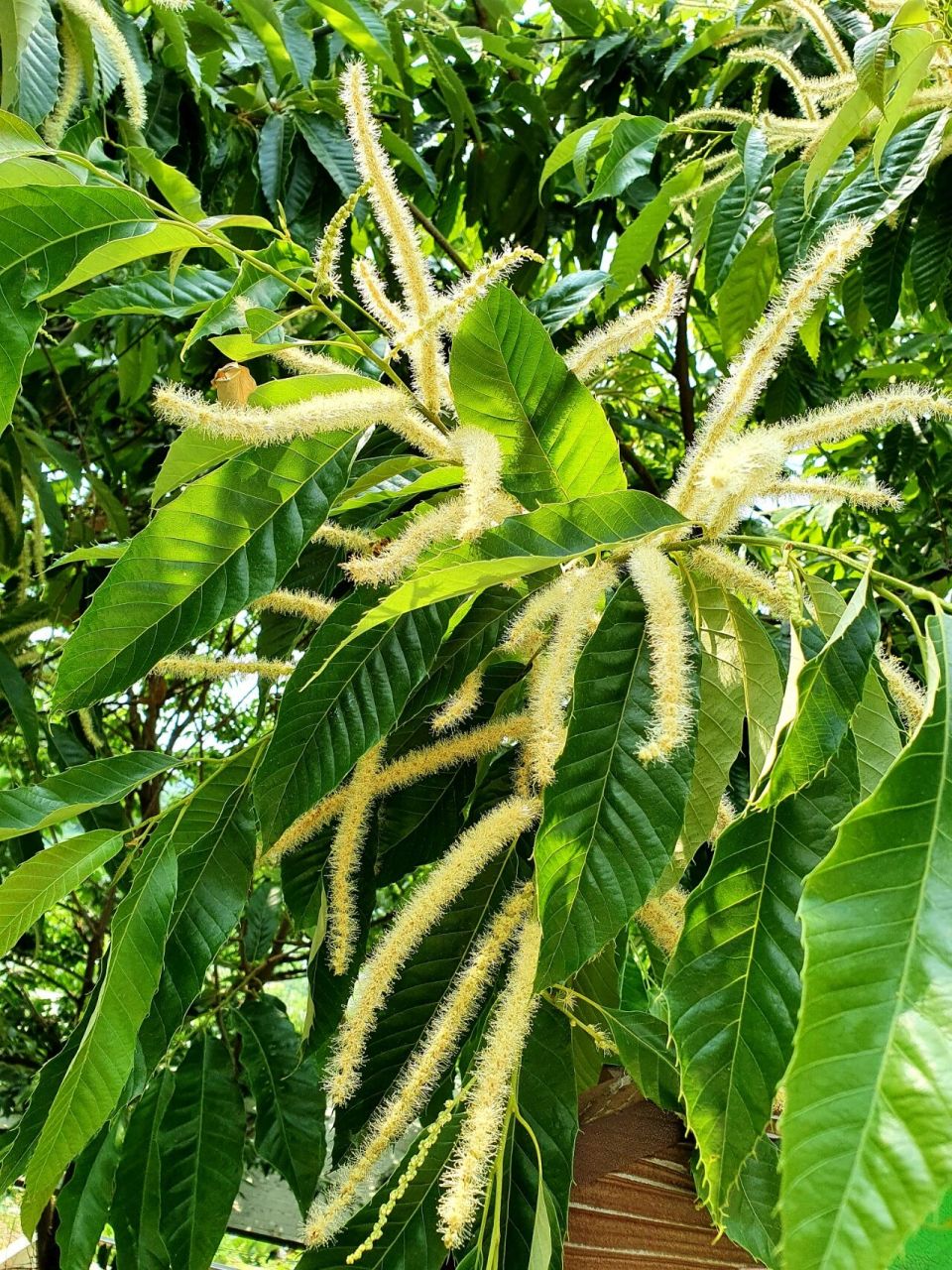 瓜栗花期图片