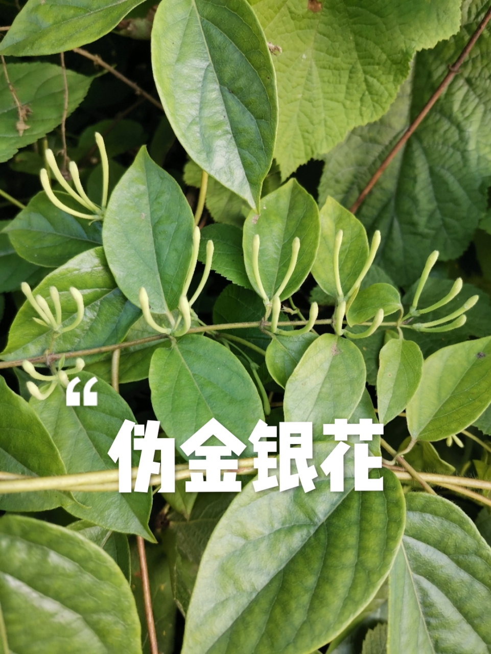 带大家认识真假金银花