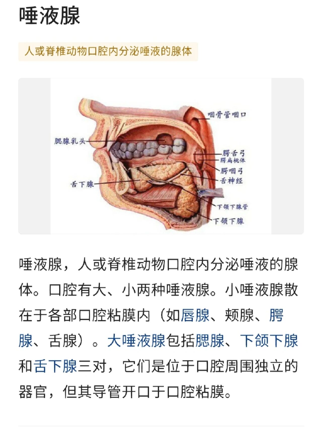 颊粘膜位置图片