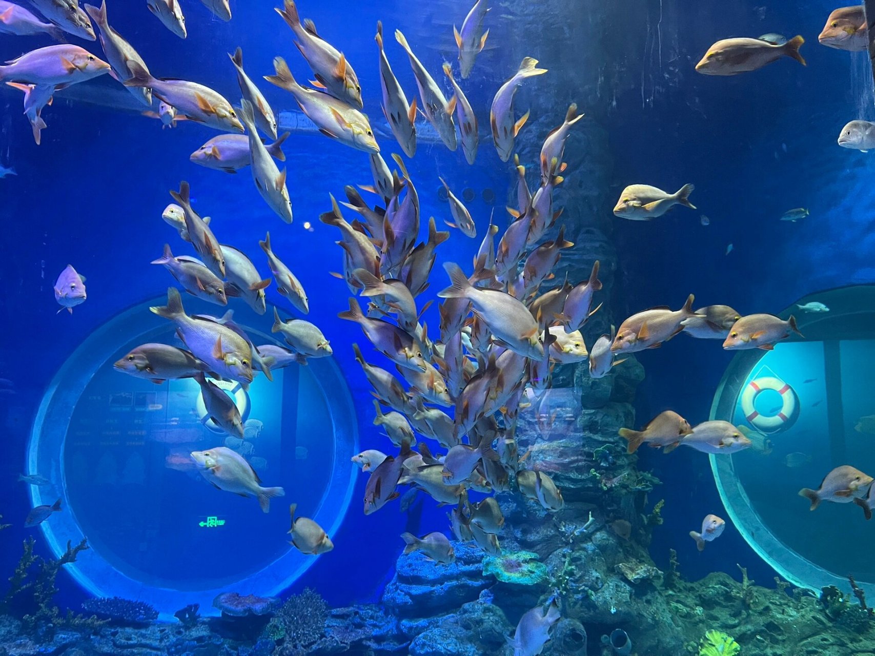 兰州海洋公园 海洋馆打卡,带孩子去海洋馆玩玩,炎炎夏日,海洋馆内凉爽