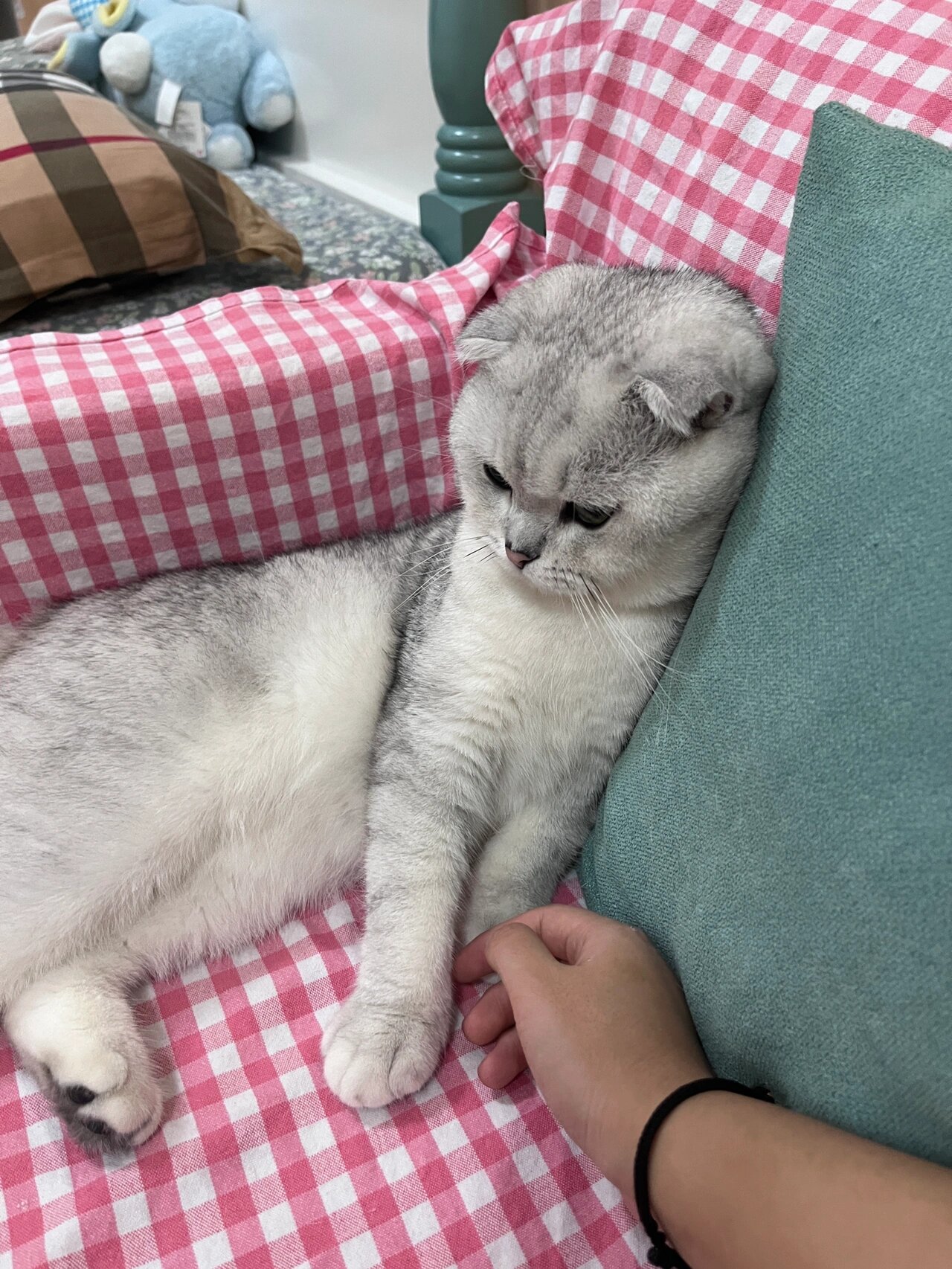 银渐层折耳猫咪主人来交流一下养猫心得