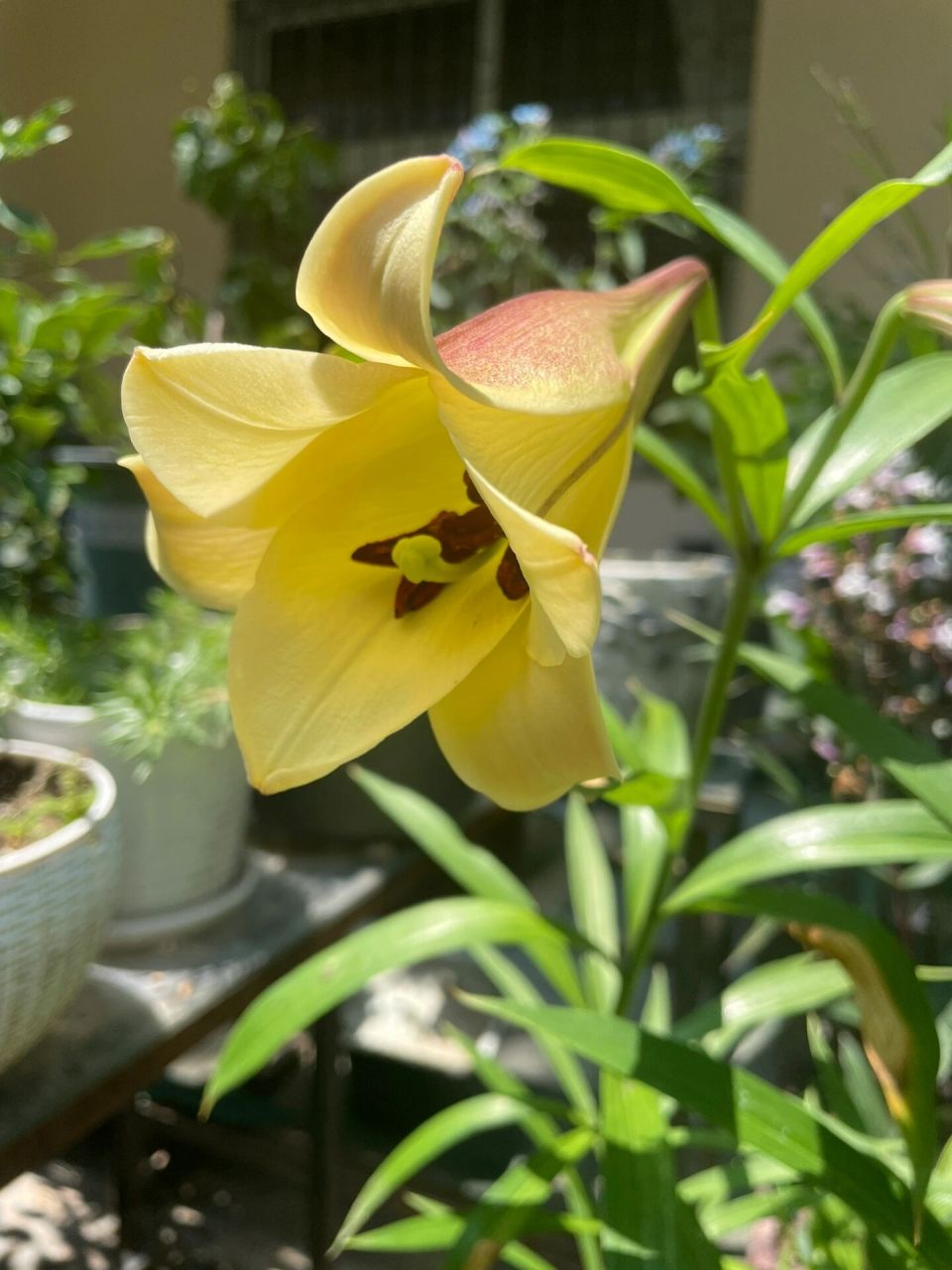 好看又好吃的食用百合,开花了