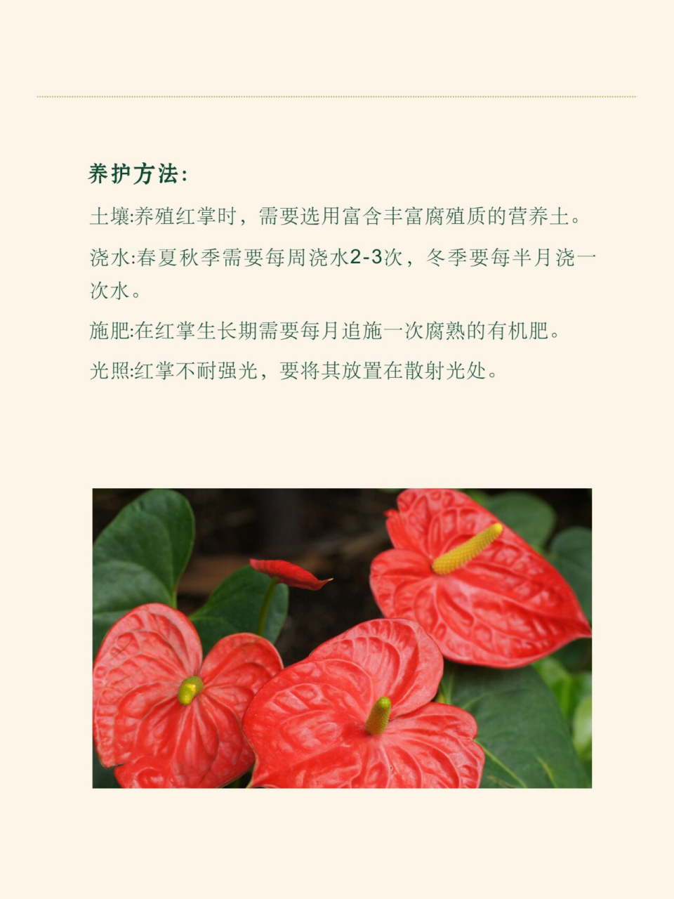 花烛的花语图片