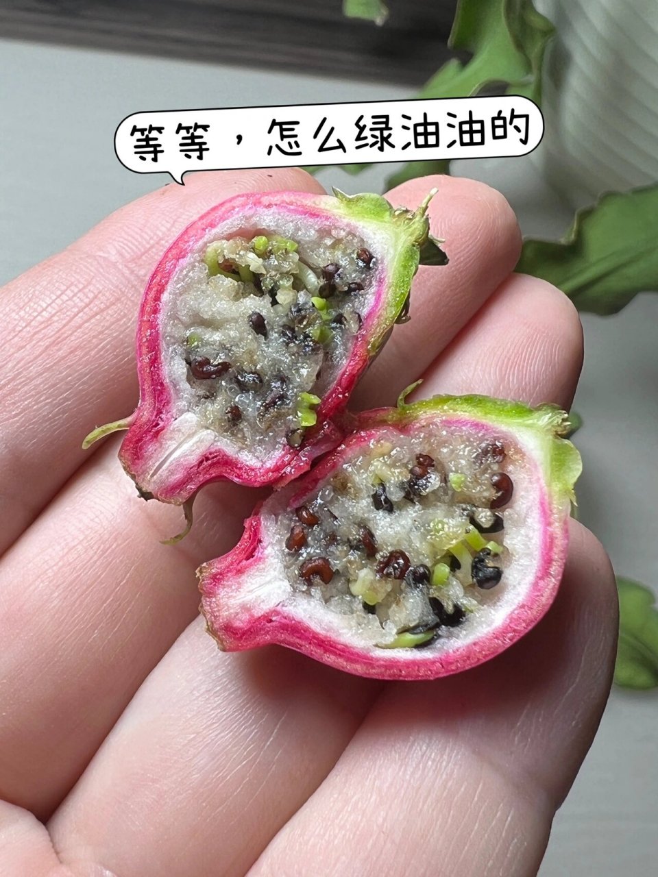 卷叶昙花又惊喜了 前两天卷叶昙花结果的帖子发布以后 好多花友建议我