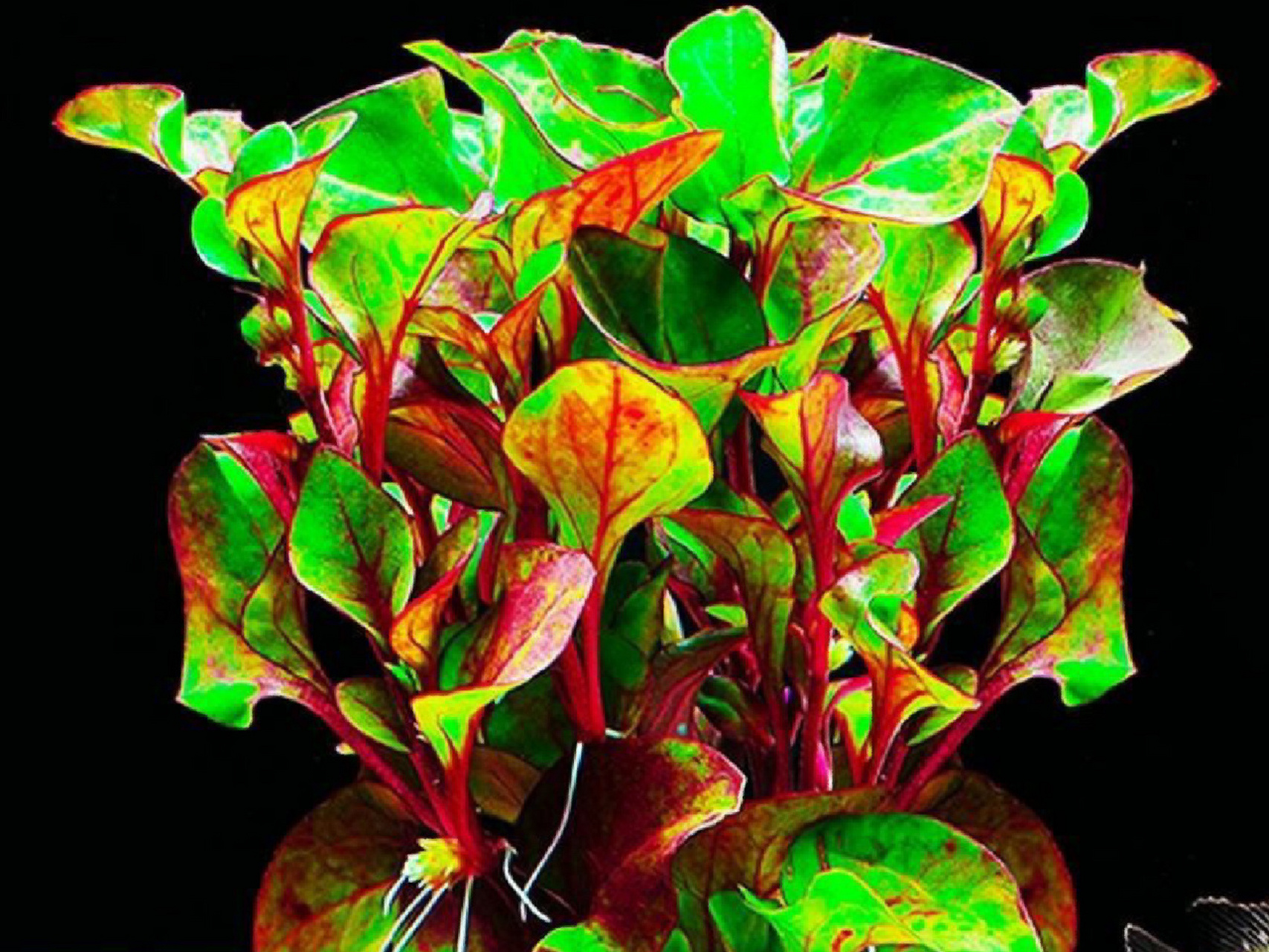 鱼缸里的一抹红色-红波   红波水草- -水草百科(快乐水草) 光照:需