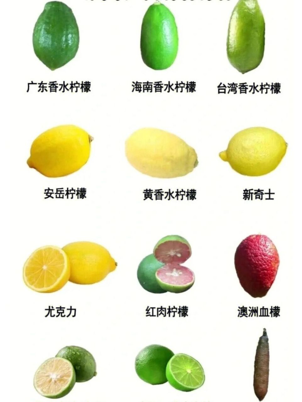 柠檬品种介绍及图片图片