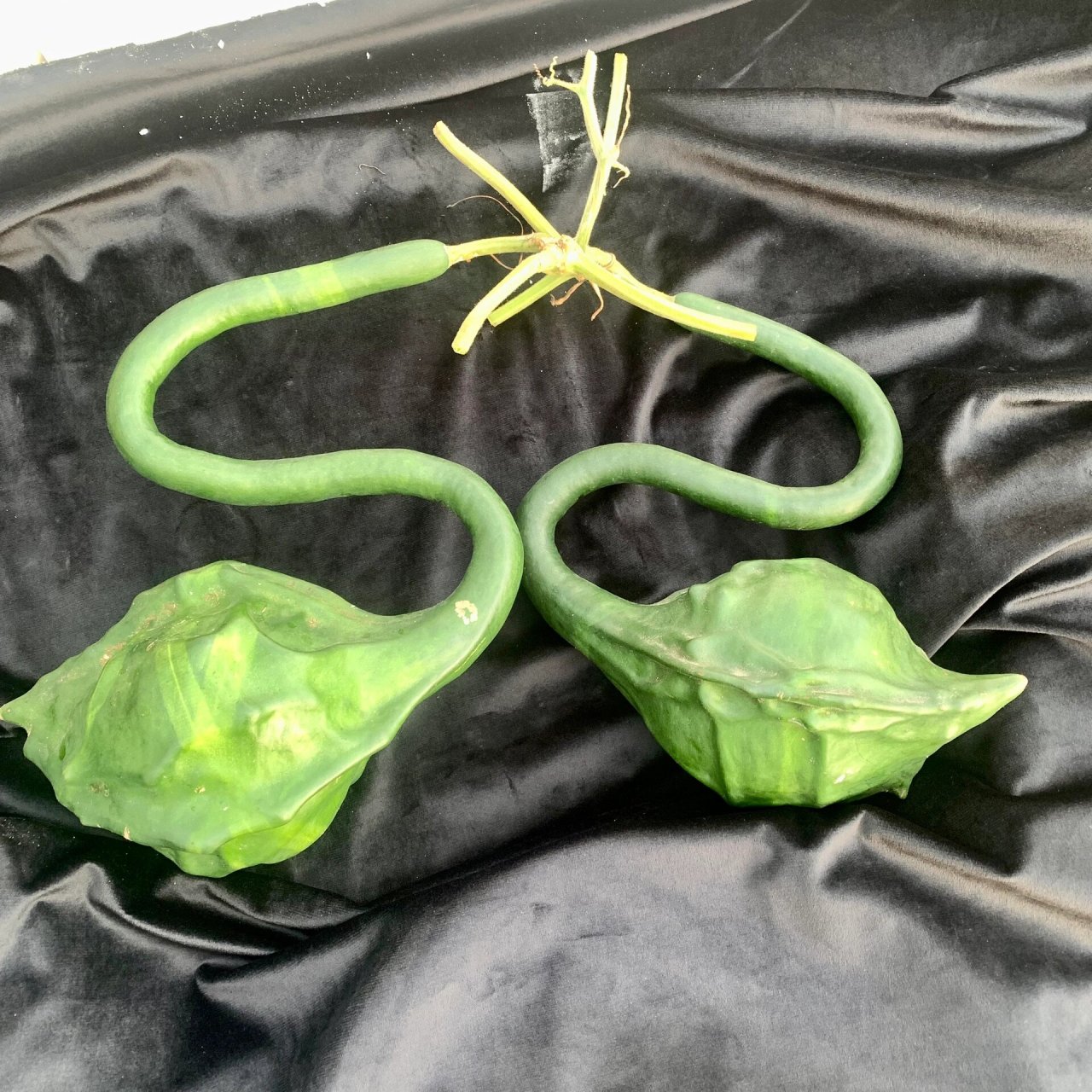 鹤首葫芦 5月开始育种,出苗后20多天地栽.