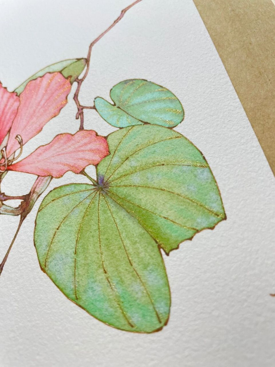 钢笔淡彩紫荆花～水彩花卉～内附线稿过程图～ 素材感谢 笔 英雄329