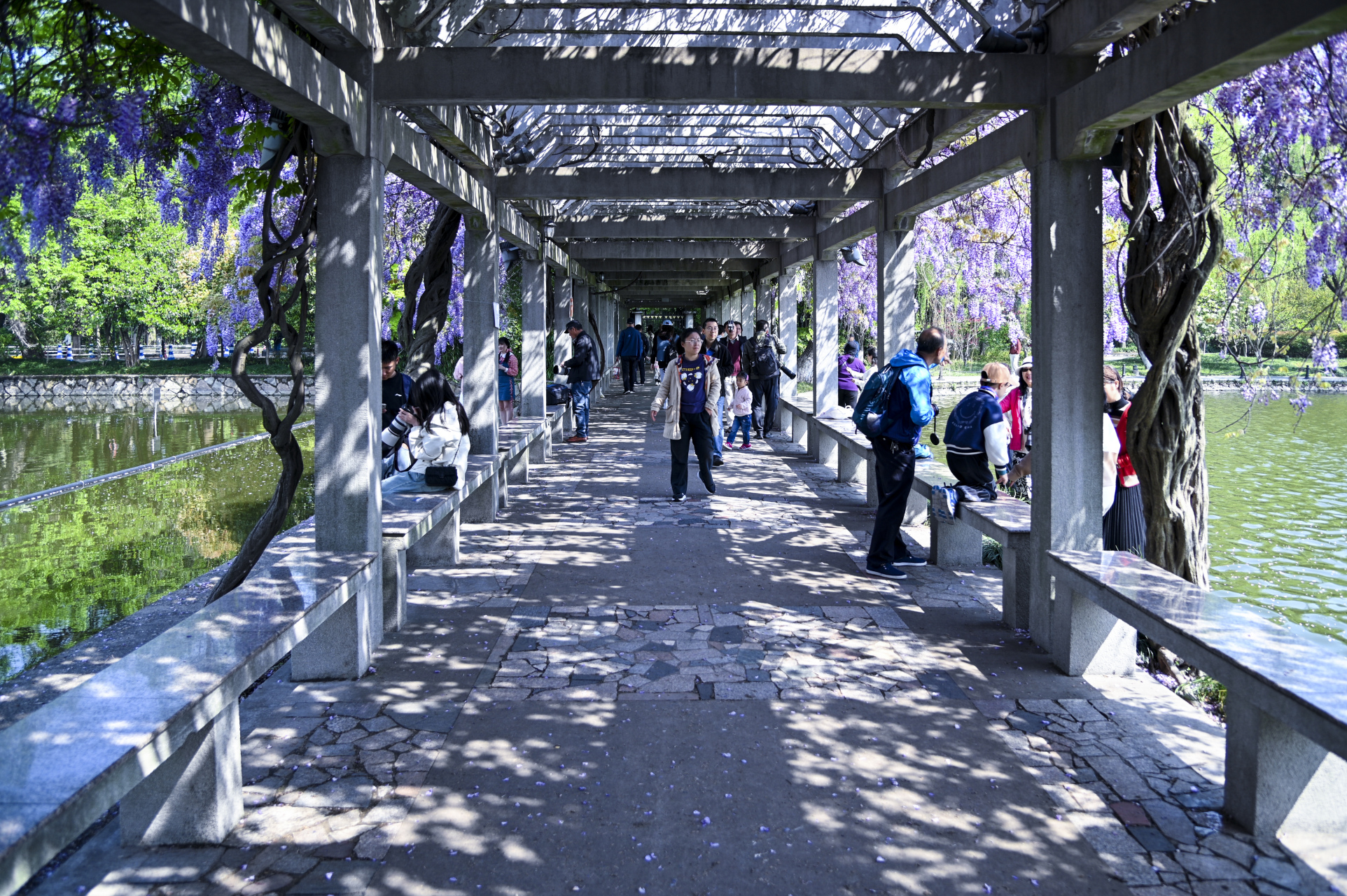 的故事#浙大华家池校区紫藤长廊华丽绽放,梦幻紫色给人带来无限遐想