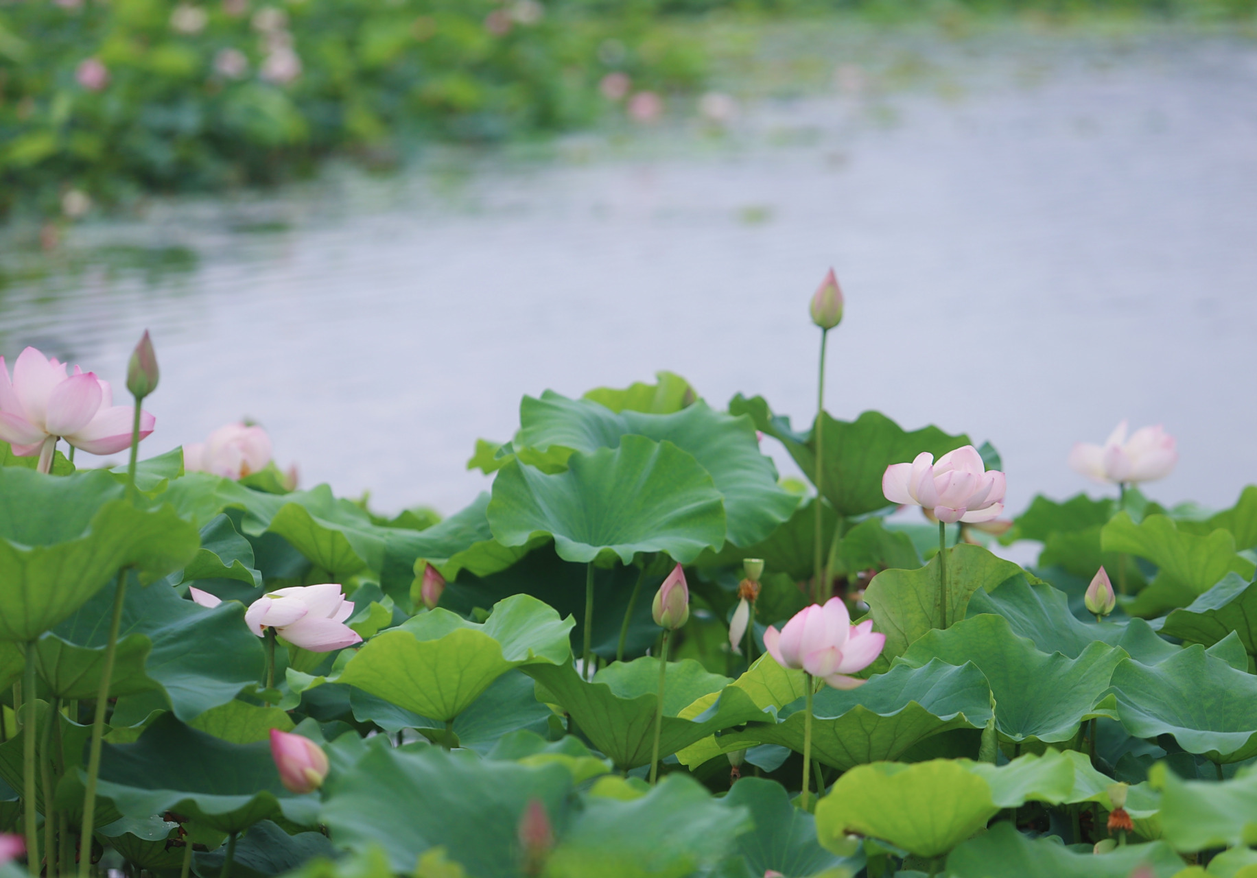 遂宁圣莲岛荷花正翩翩盛开.