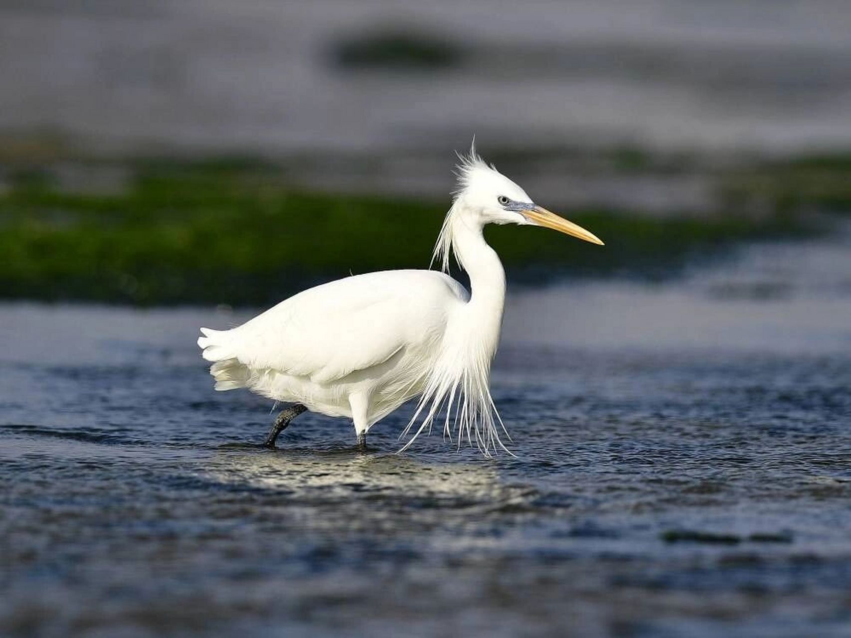 黄嘴白鹭是国家一级保护动物 黄嘴白鹭(学名:egretta eulophotes),也