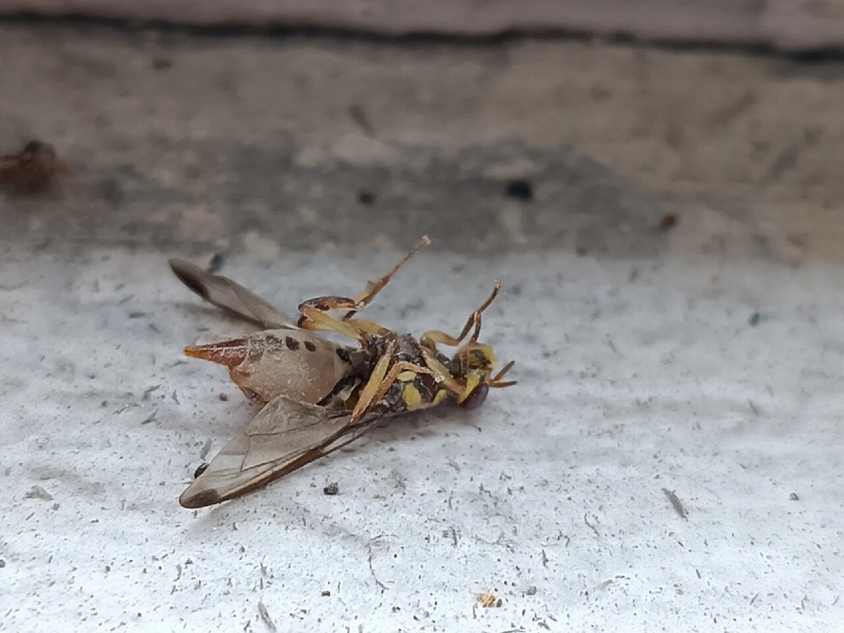 寝室里苍蝇成灾了都 寝室里苍蝇成灾了都,每次以为打完,都会有一堆又