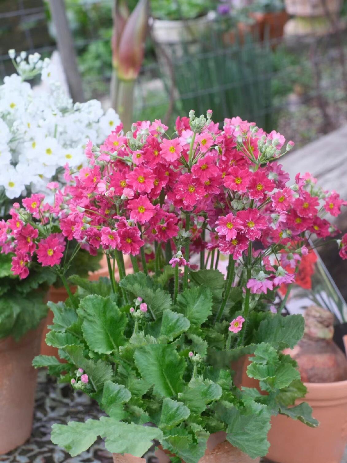 恋人手中樱花草94|冬日暖阳系列 恋人手中樱花草,春彩漫步的微笑