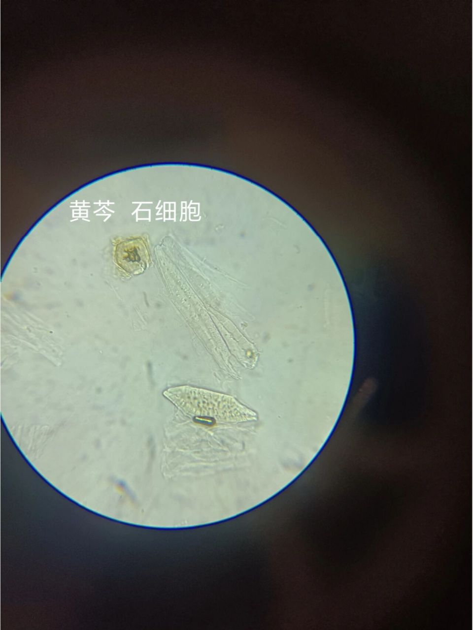 黄柏横切面简图图片