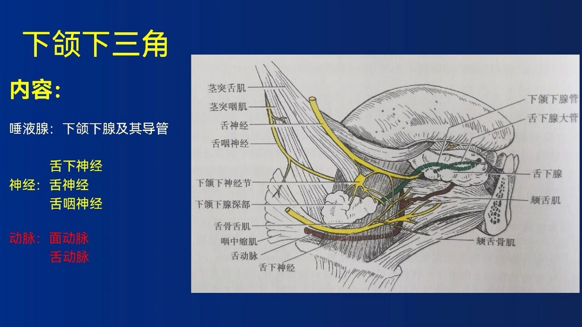 下颏部图片