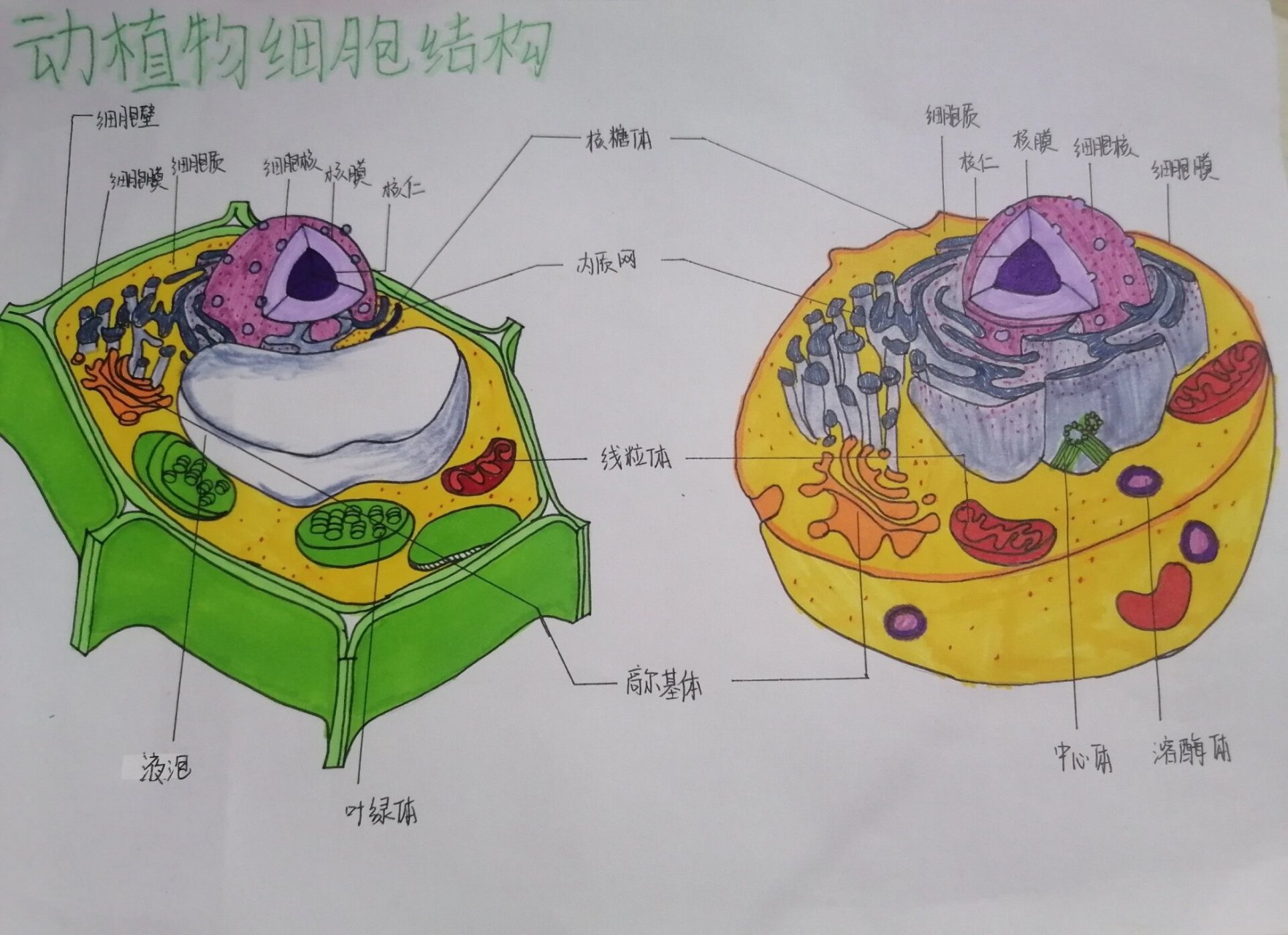 细胞示意图手绘图片