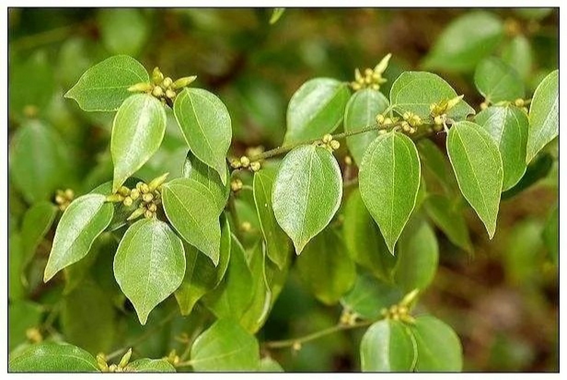 每日一药(行气药～乌药) 性味归经 辛,温.归肺,脾,肾,膀胱经.