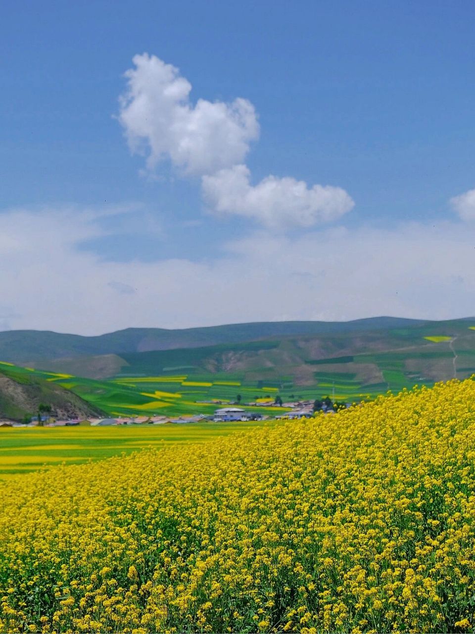 油菜花壁纸竖屏图片