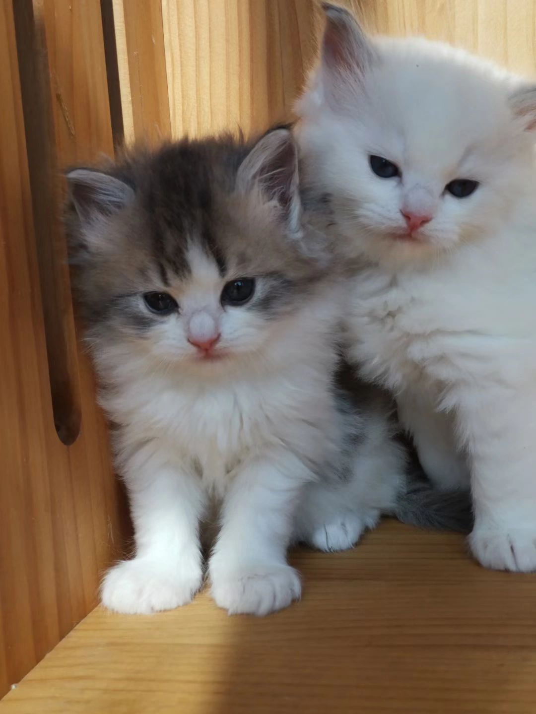 布偶串金渐层绝了!小奶猫超美超仙