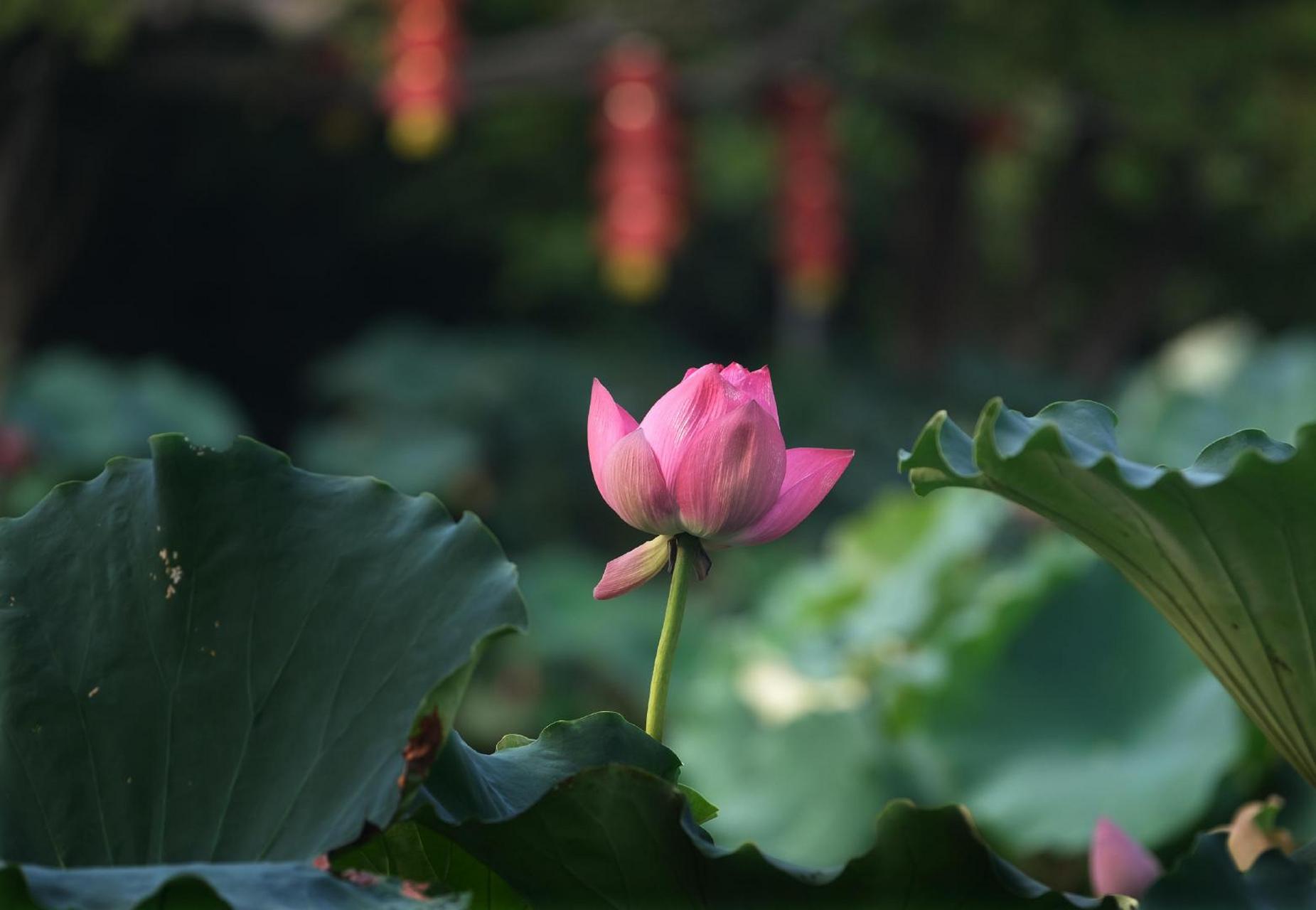 【处暑过后  善园荷花别有韵味】#美丽宁波#处暑过后,荷花多已残败