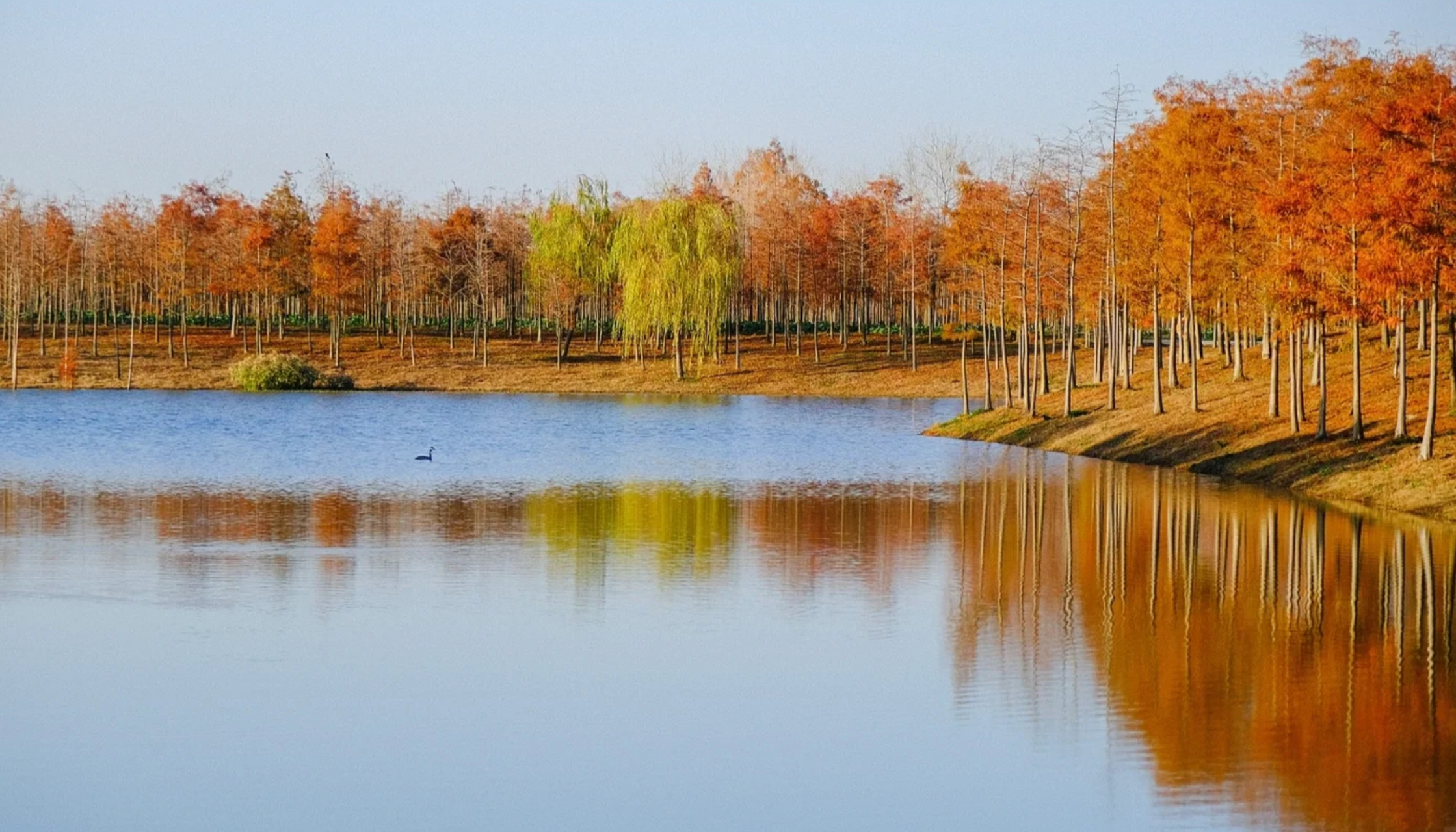 【宝藏的小众赏秋地合肥滨湖湿地森林公园】#记录旅行##100个旅行必备