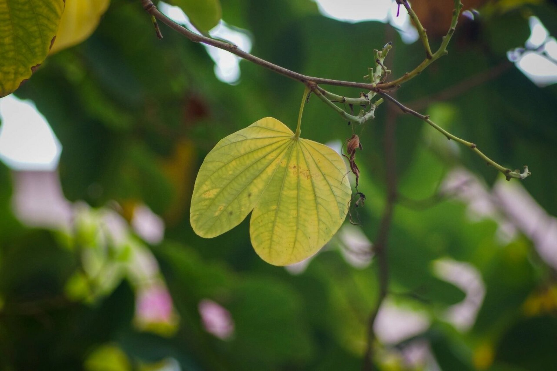 紫荆花树叶子