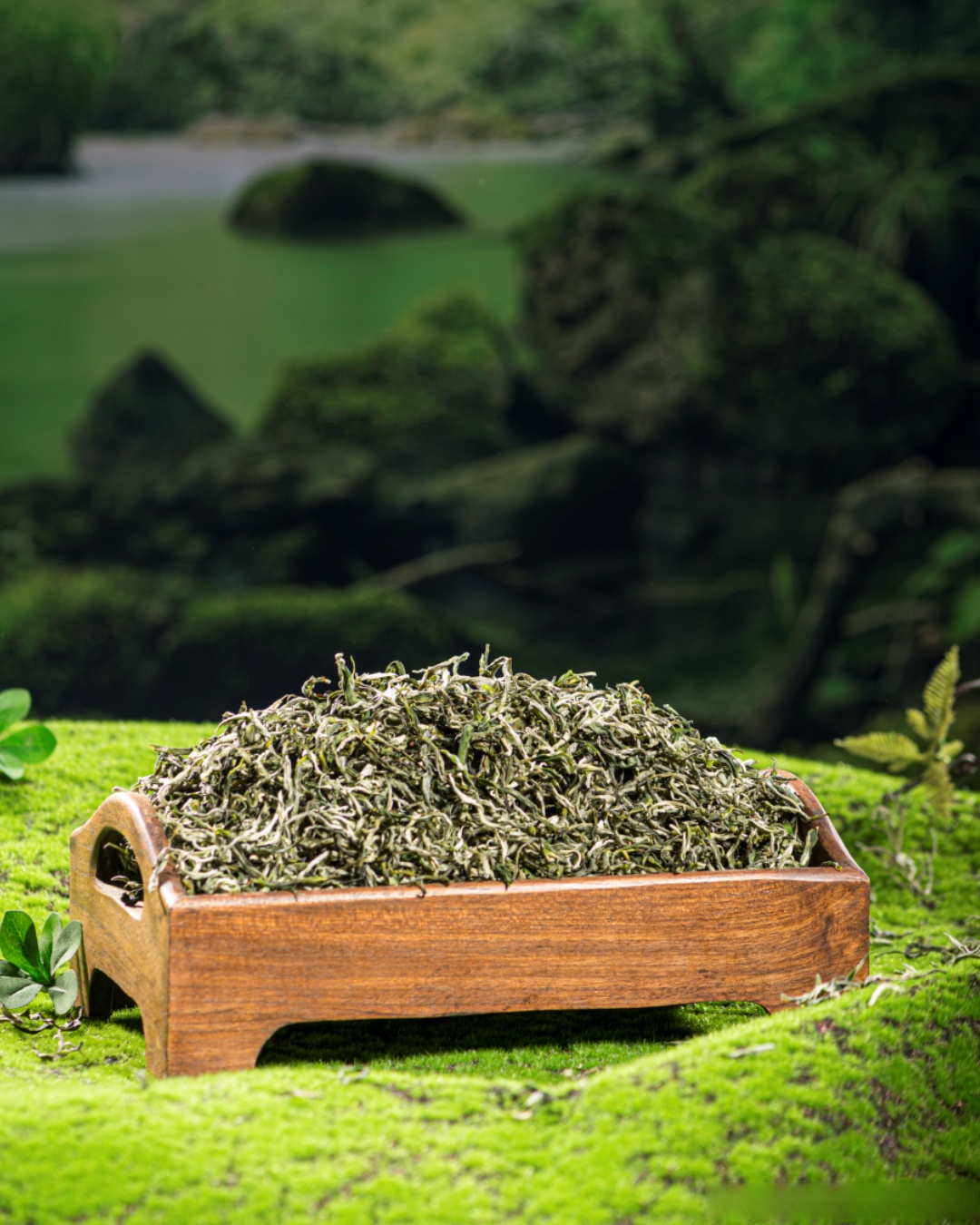 2025翠茗绿茶抢"鲜"报春. 源自云南高山的今春头茬鲜灵滋味