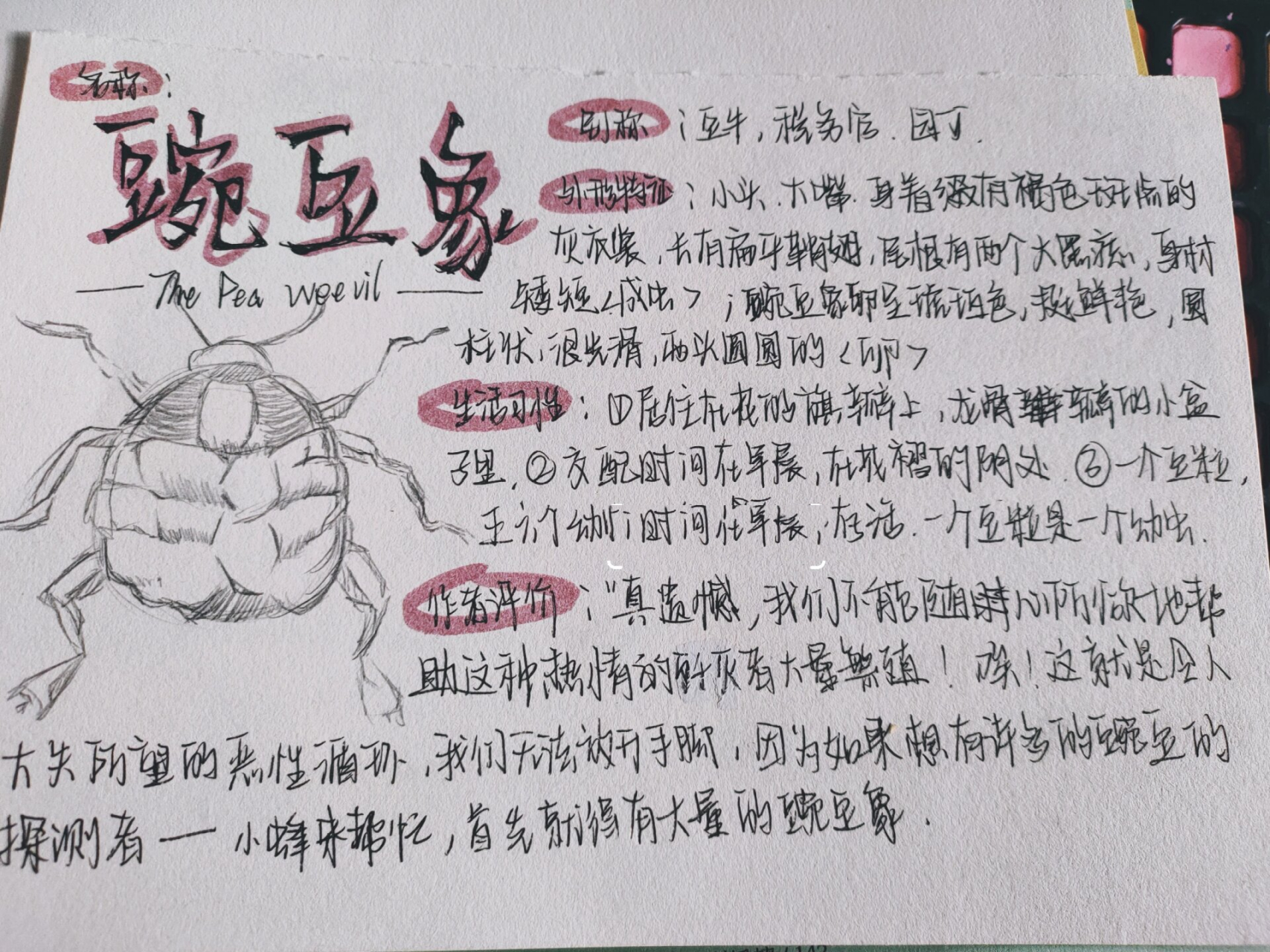 《昆虫记》--豌豆象 哈哈哈,滤镜万岁!🐶原作