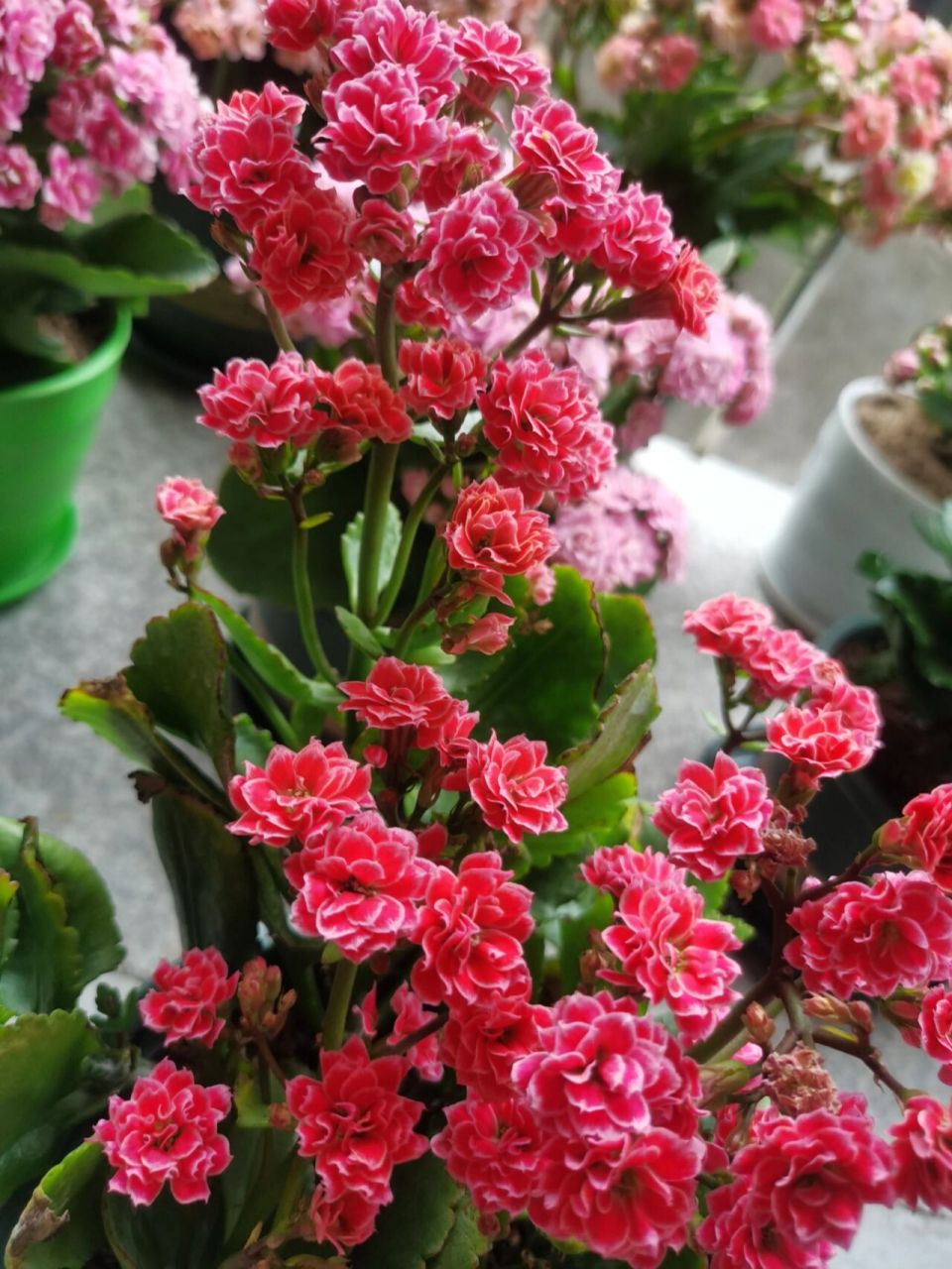 长寿花之大宝,好看是真的好看,但养是真的难养,枝太脆了,一人就断