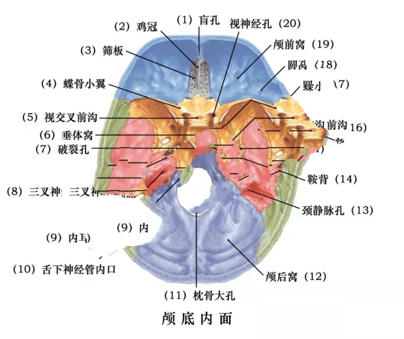 颅骨骨缝解剖结构图图片