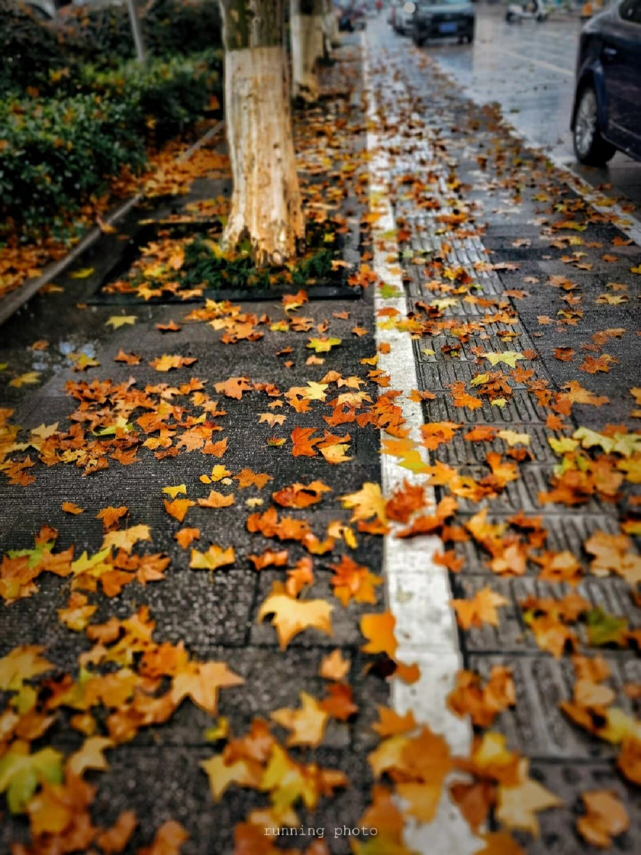 雨后落叶的常州街头 延陵东路秋天的浪漫.