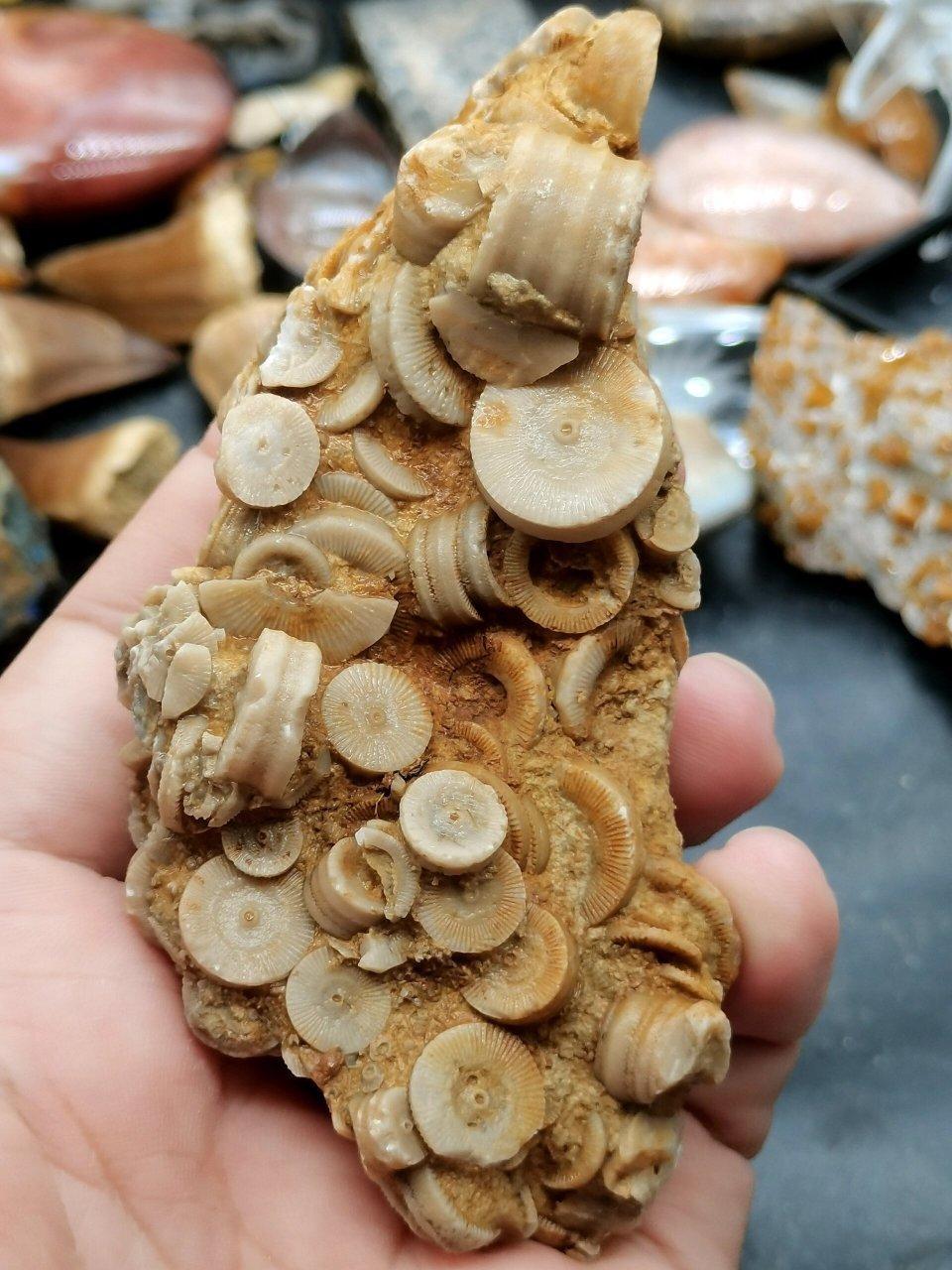 古生物化石 史前海百合茎化石 39 来自上亿年的海百合化石茎摆件 喜欢