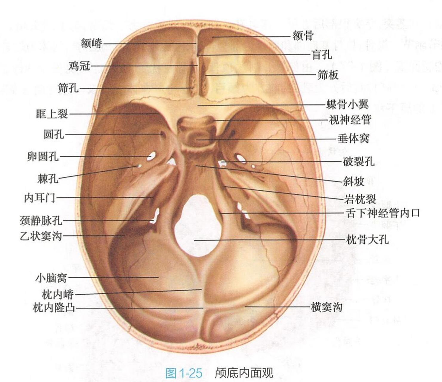 今天学颅底通行结构,图文结合哦 颅底孔洞及穿行结构详解 盲孔:导静脉