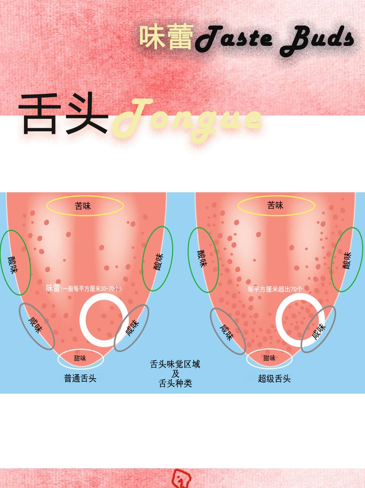味觉超人super taster 每个成年人舌头上约有一万个味蕾,小朋友的味蕾