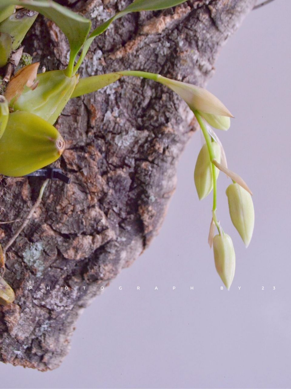 盛于初夏|眼斑贝母兰corymbosa 91眼斑贝母兰coelogyne corymbosa