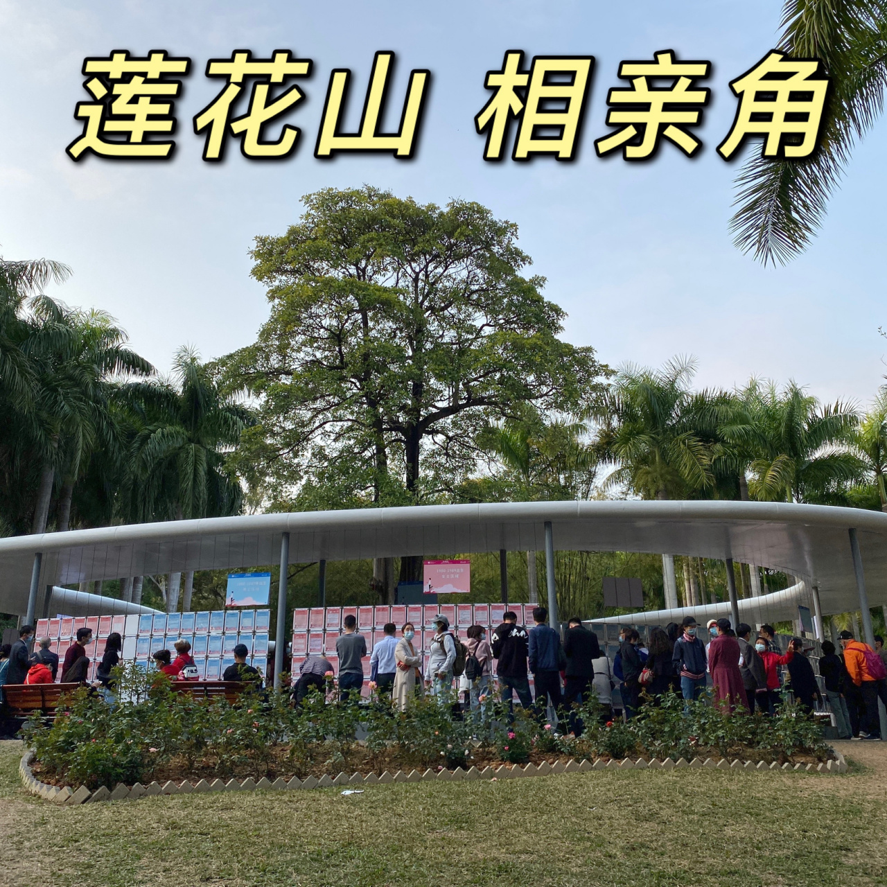 深圳莲花山相亲角攻略94|今日你相亲了吗 - 最近听说莲花山公园有个