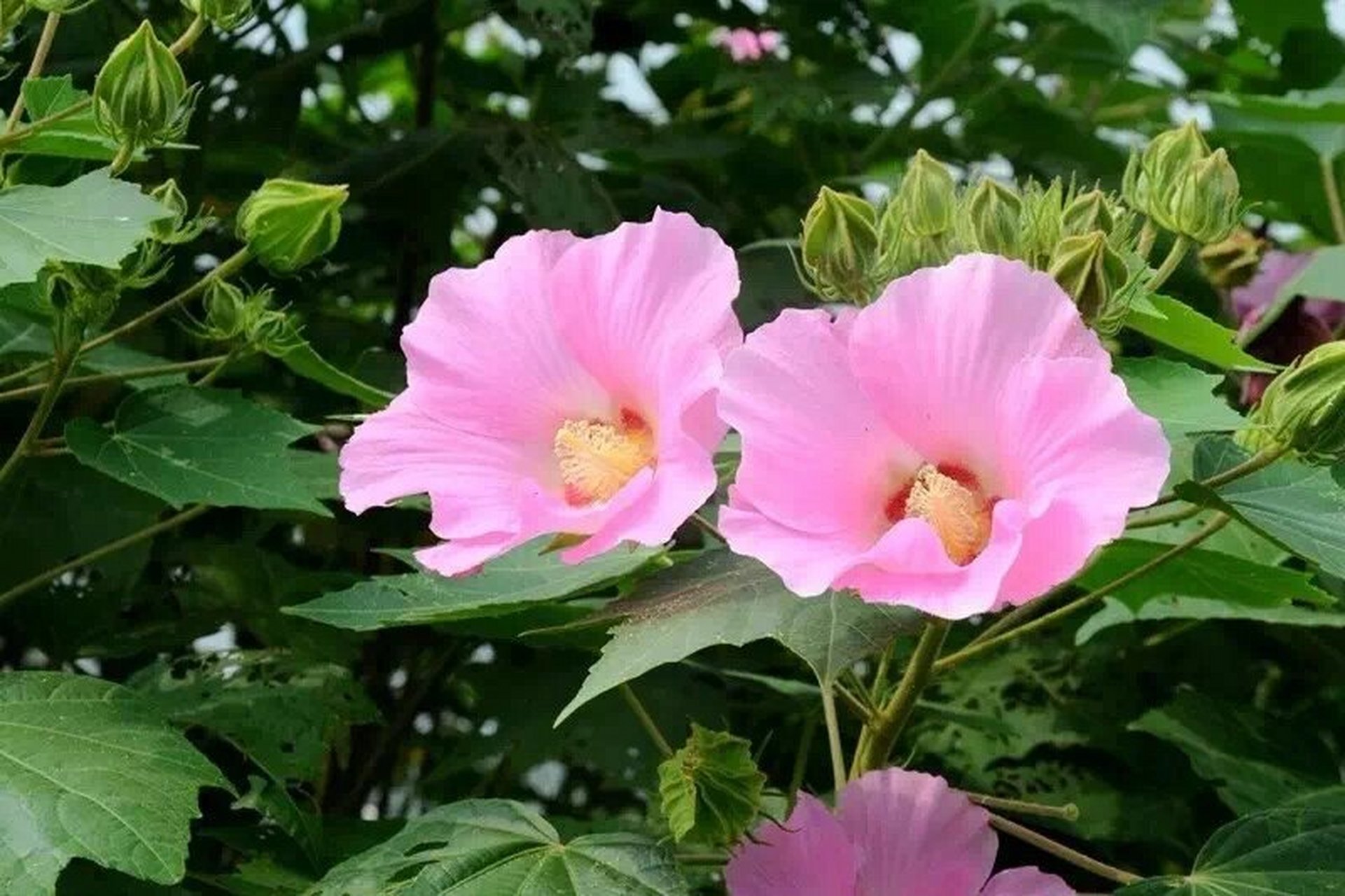 每月一花——十月花令芙蓉花 每年金秋十月芙蓉花争艳盛开.