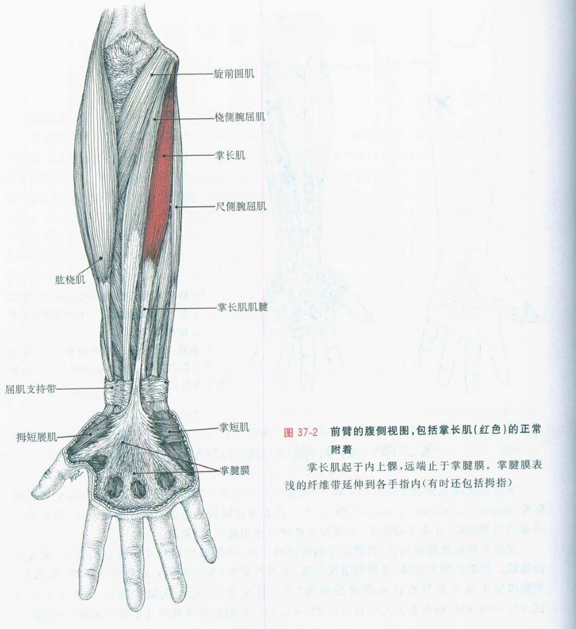 前臂掌侧肌腱解剖图图片