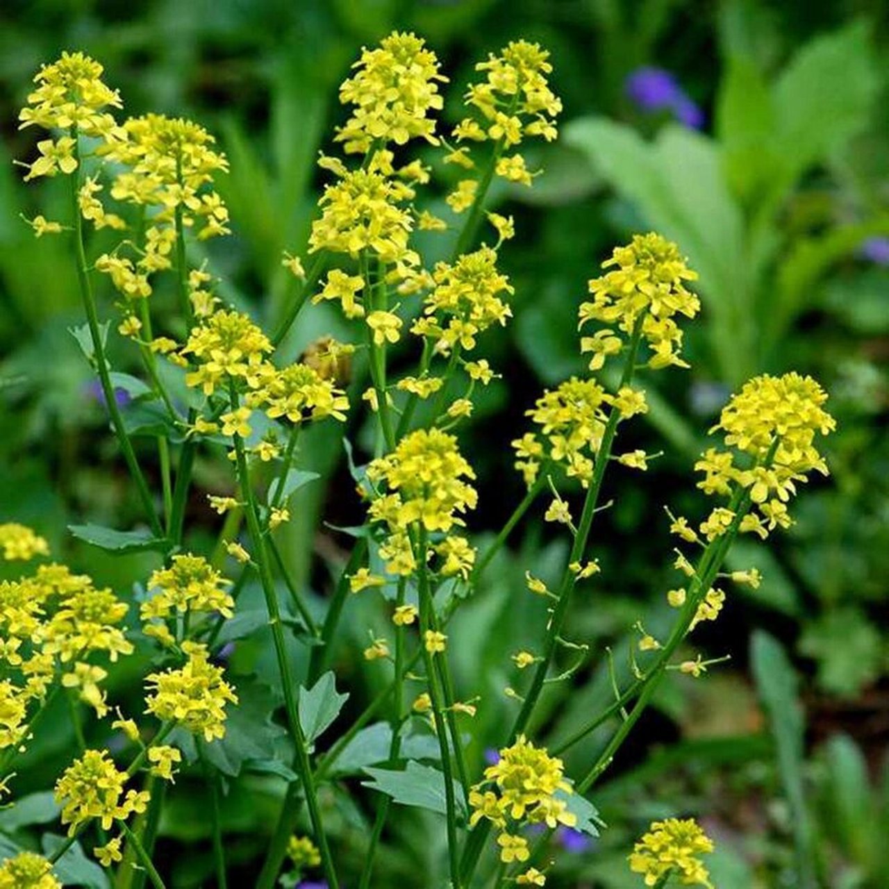 中草药:白芥子 97白芥子 辛温 肺胃 97利气豁痰:治胸胁胀满疼痛