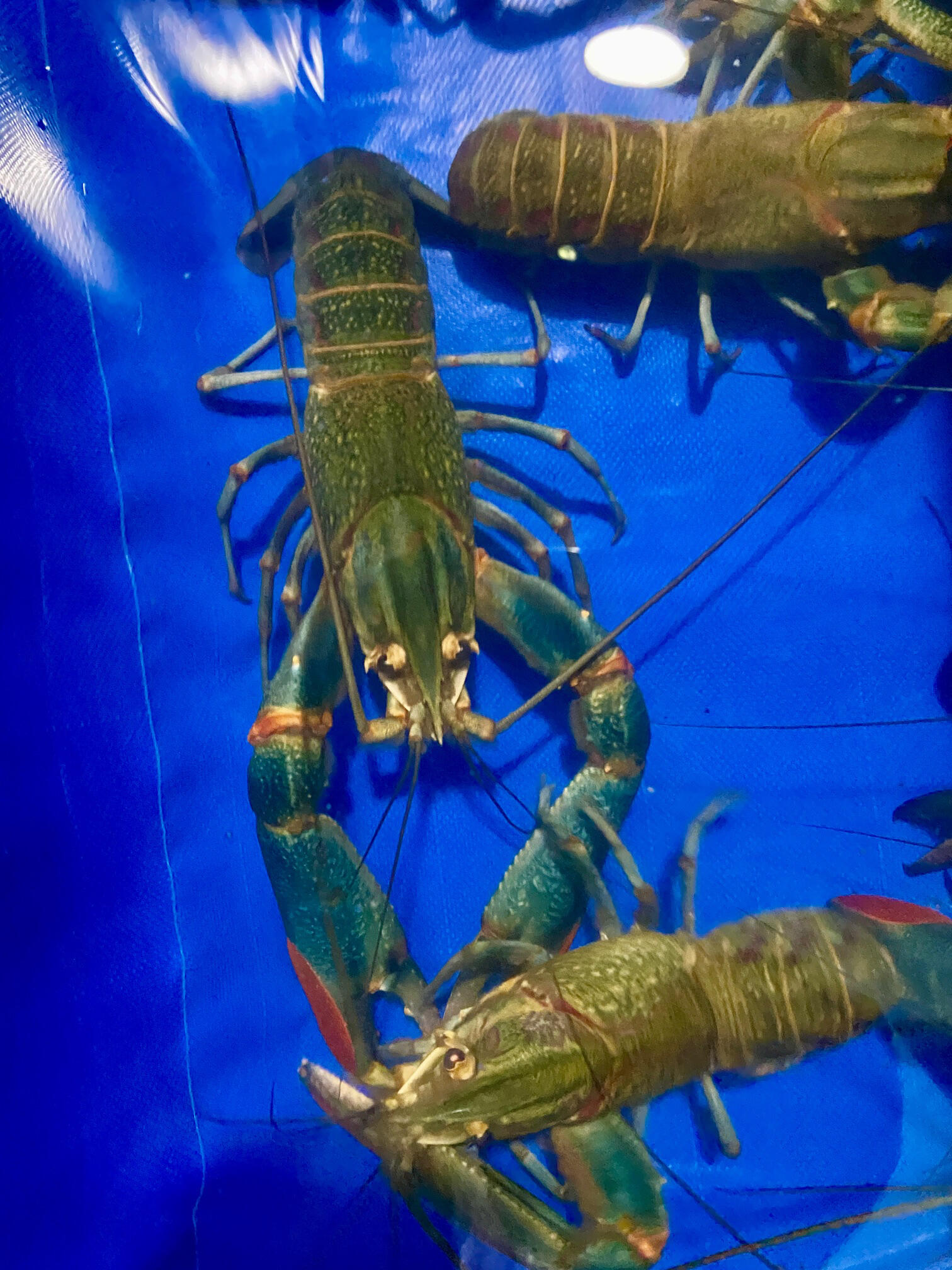 02澳洲淡水蓝龙虾,鲜活到家00