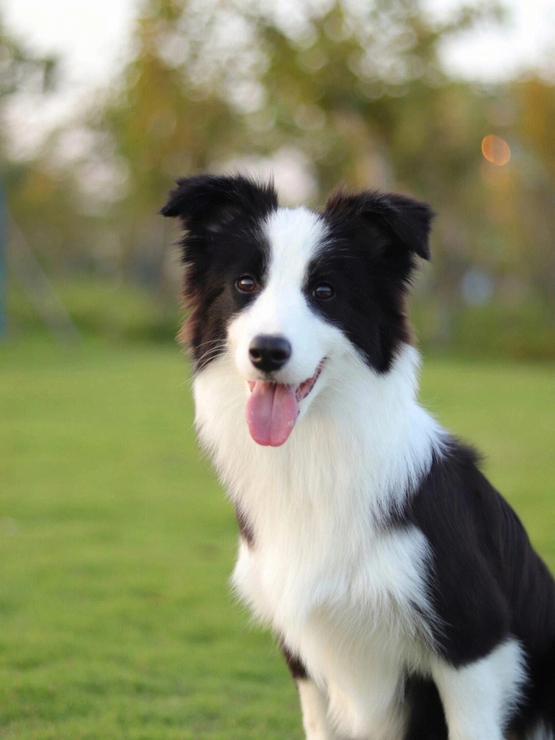 每天认识一种犬类-边境牧羊犬