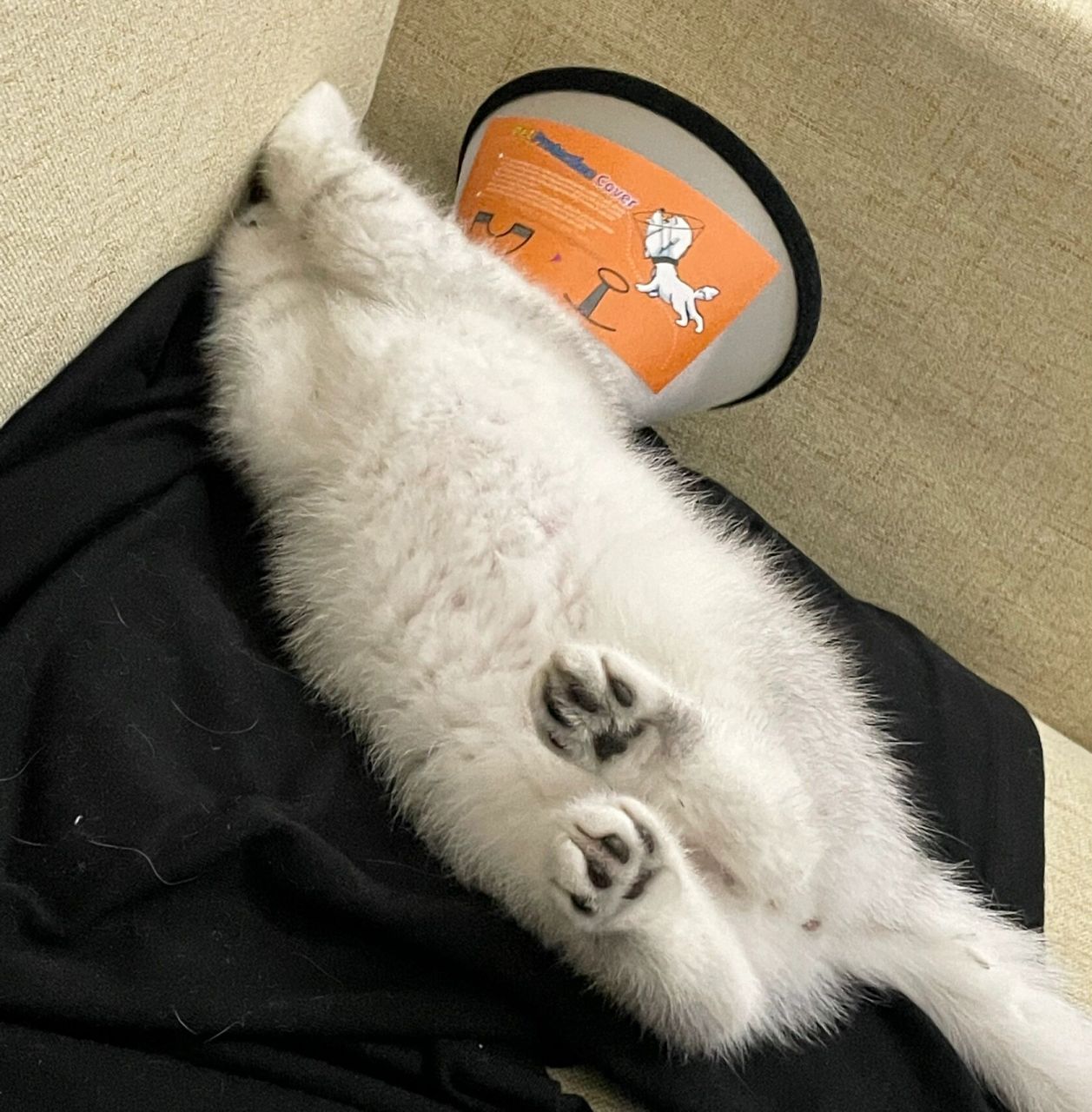 你家银渐层爪垫是什么颜色?