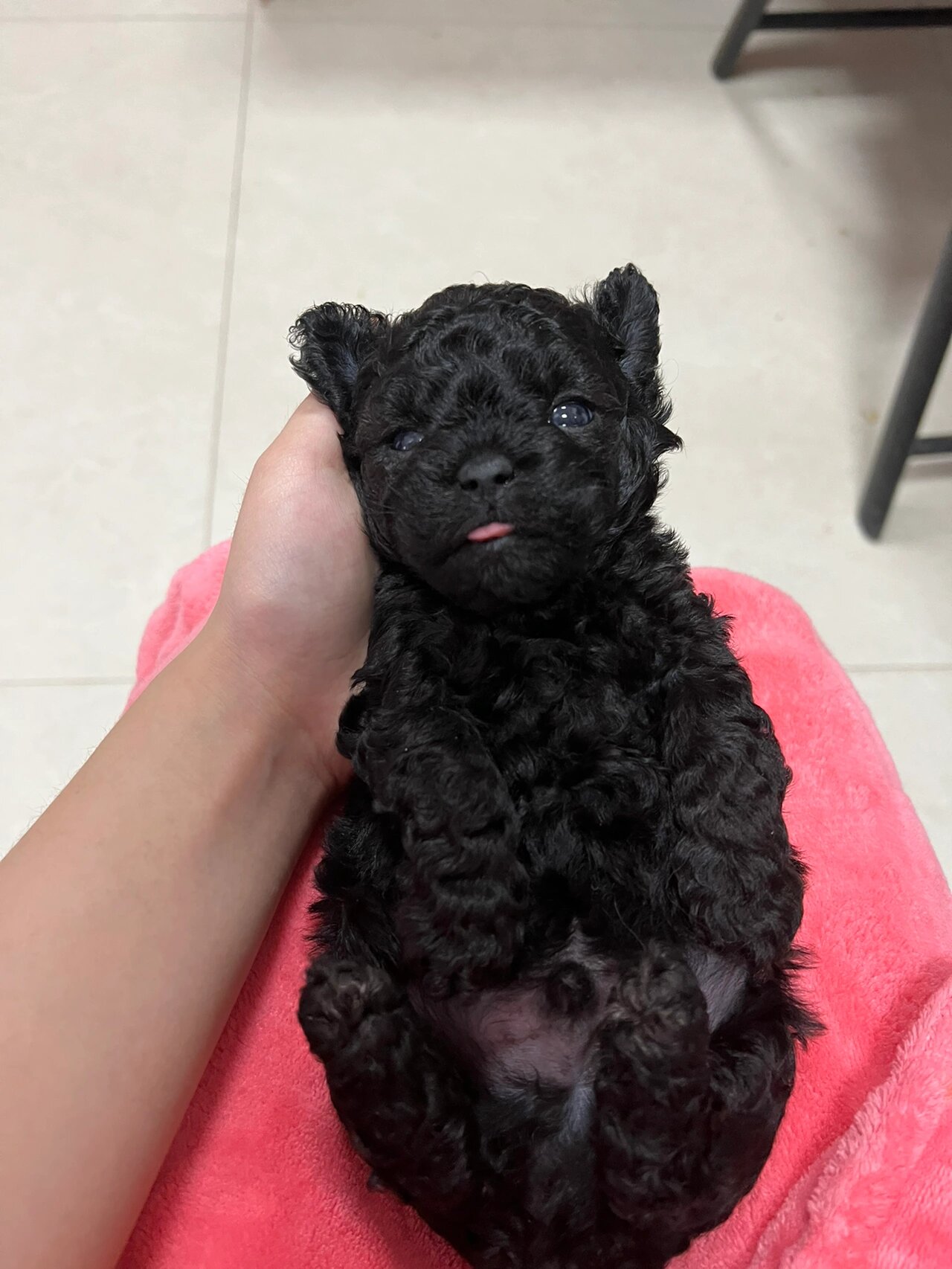 刚满月的灰泰迪们 来吸狗家人们