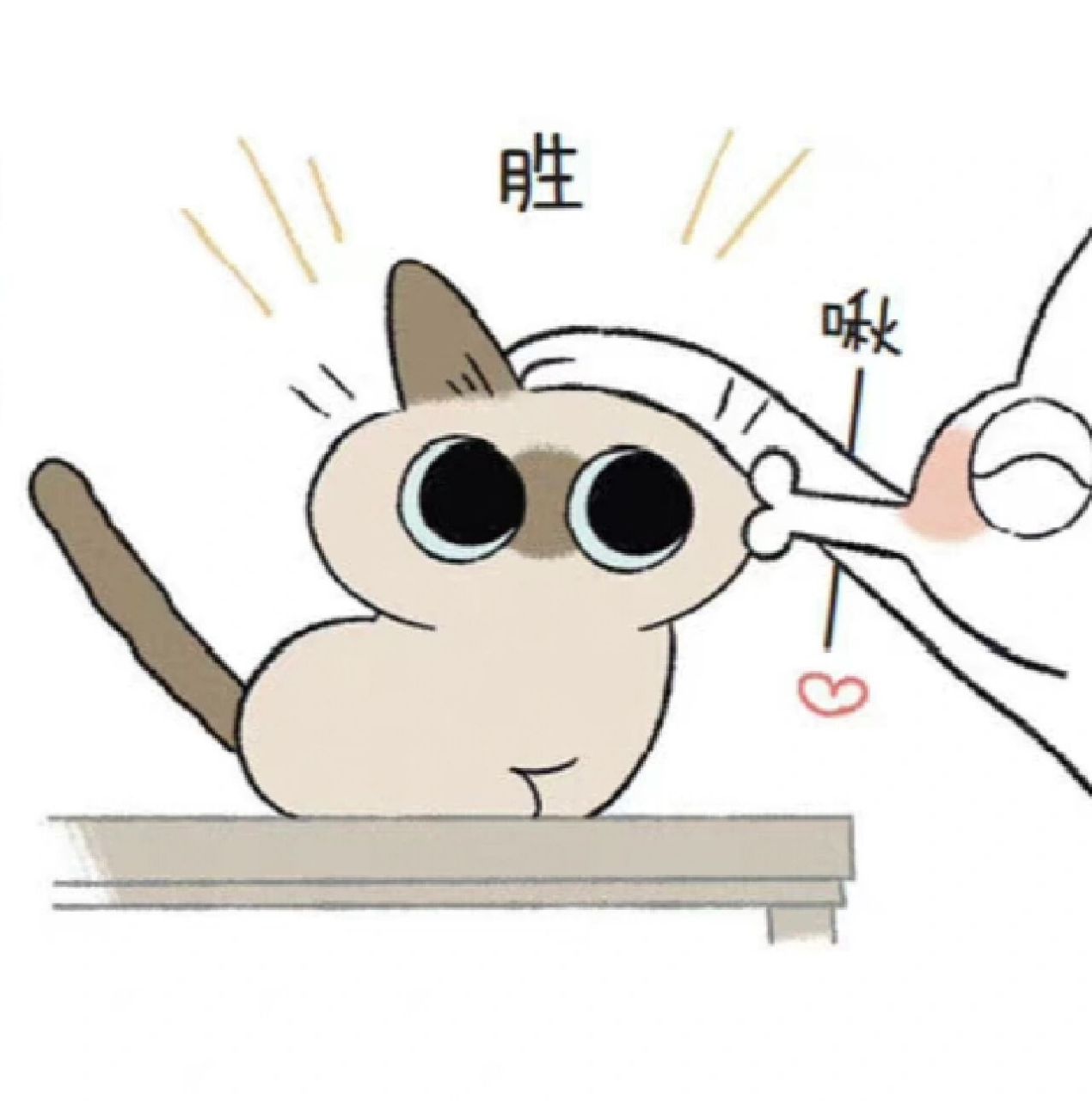 0( 17-_-17)ε11`*) 081501暹罗猫小豆泥