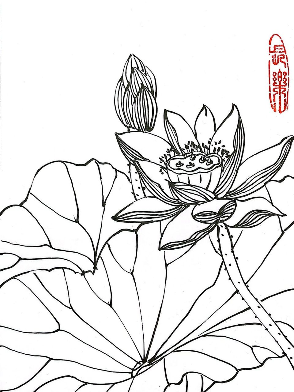 荷花白描 附线稿 #灵感笔记# #白描# #黑白装饰画##荷花# #速写