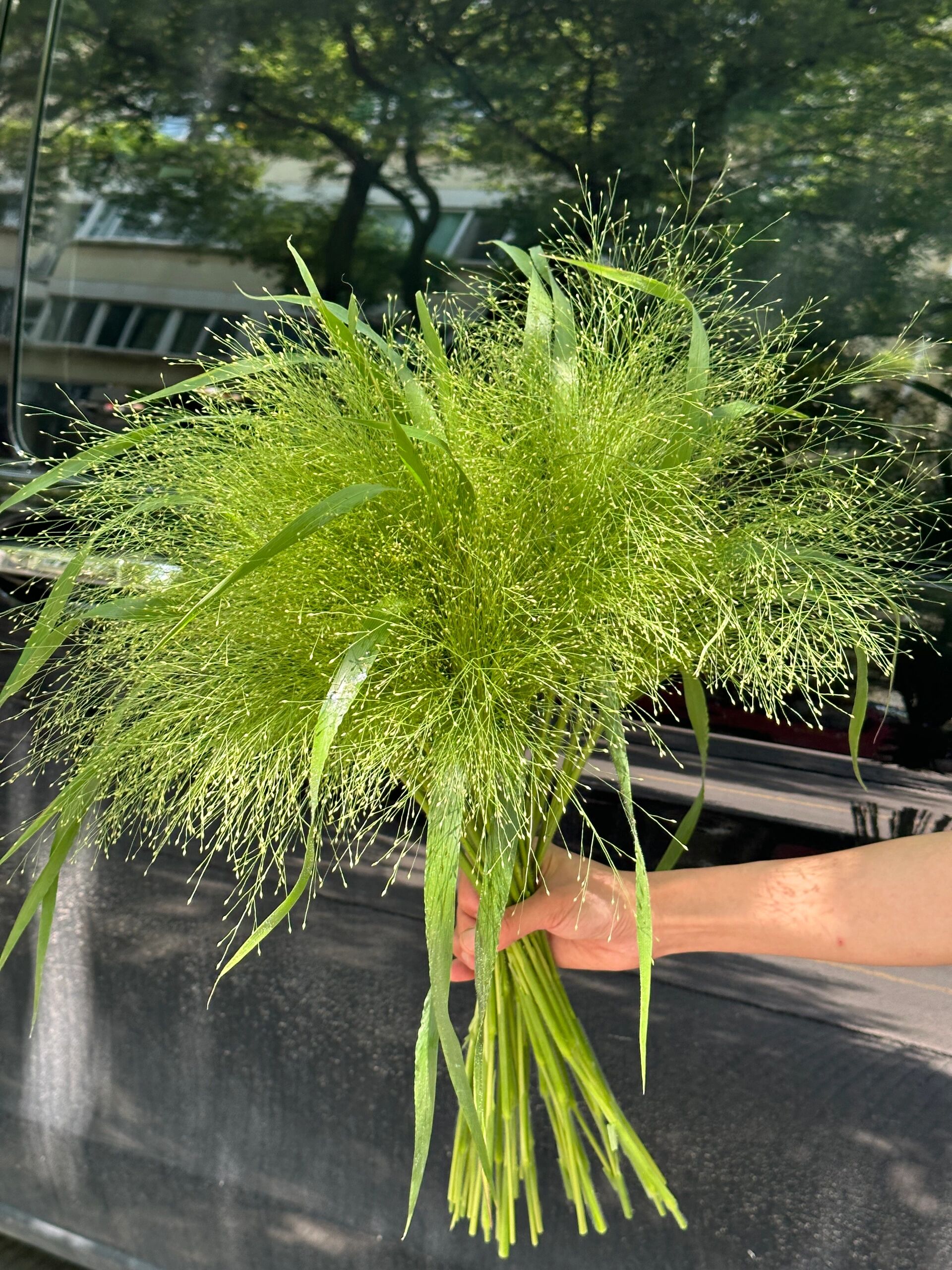 喷泉草 9191喷泉草 【花语】:爱如呼吸 自由如斯 【花期】:一周