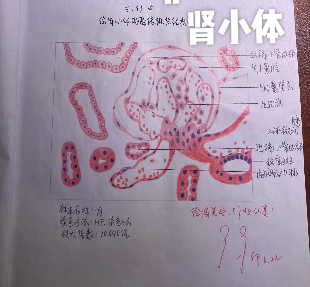 组胚实验手绘
