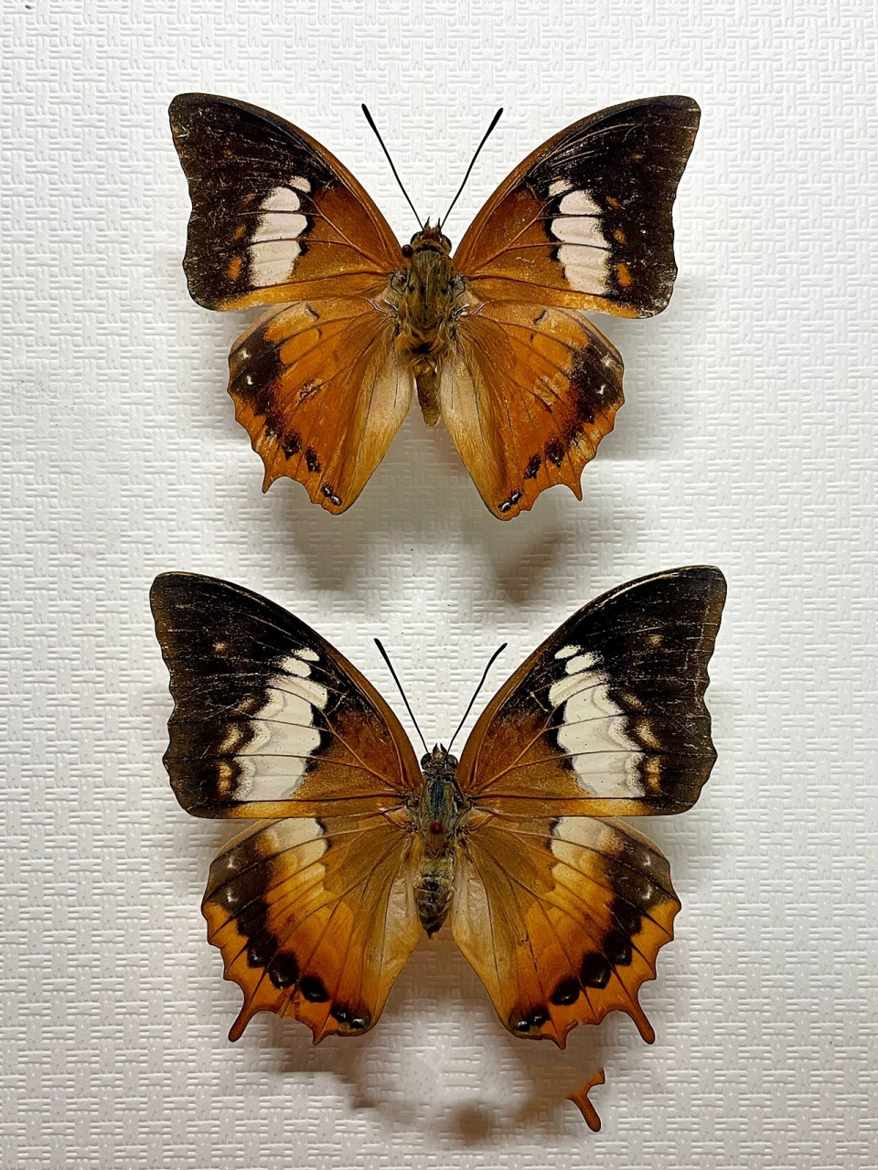 树栖之灵|白带螯蛱蝶对虫标本下板 上公下母 白带螯蛱蝶♂ 白带螯蛱蝶