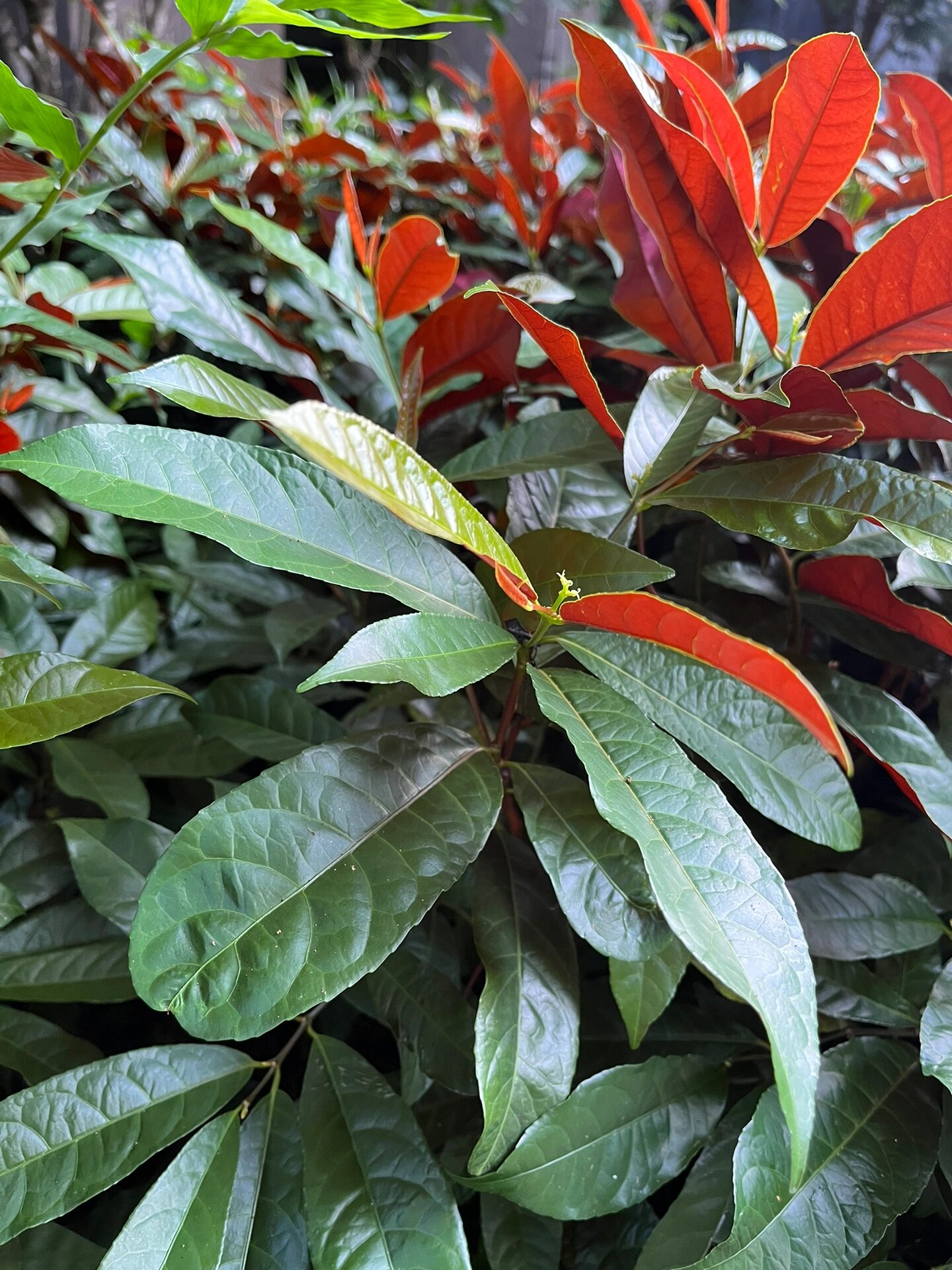 红背桂花花语图片